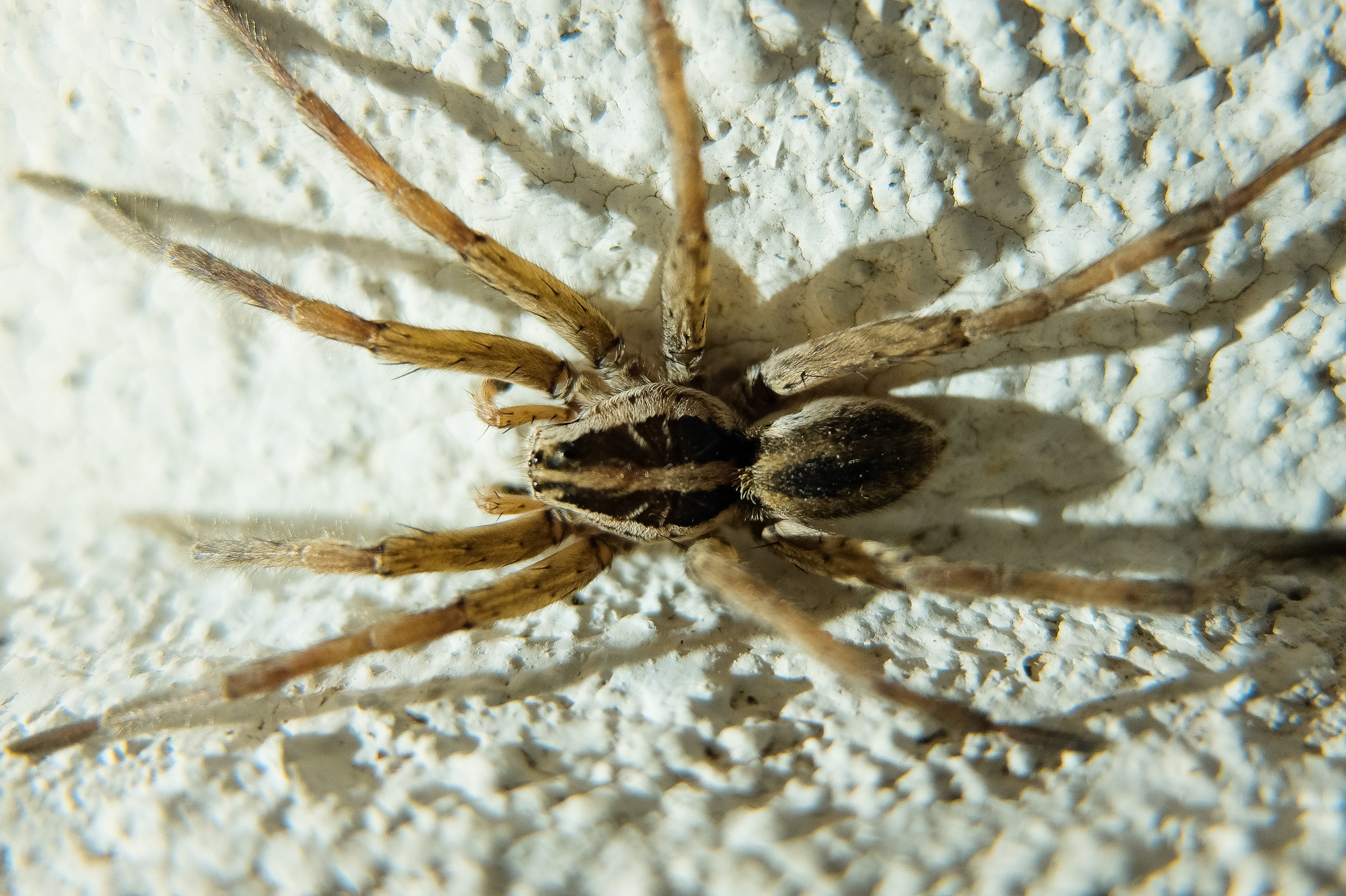 ГРЕЦИЯ. Выпускные альбомы Edi ART