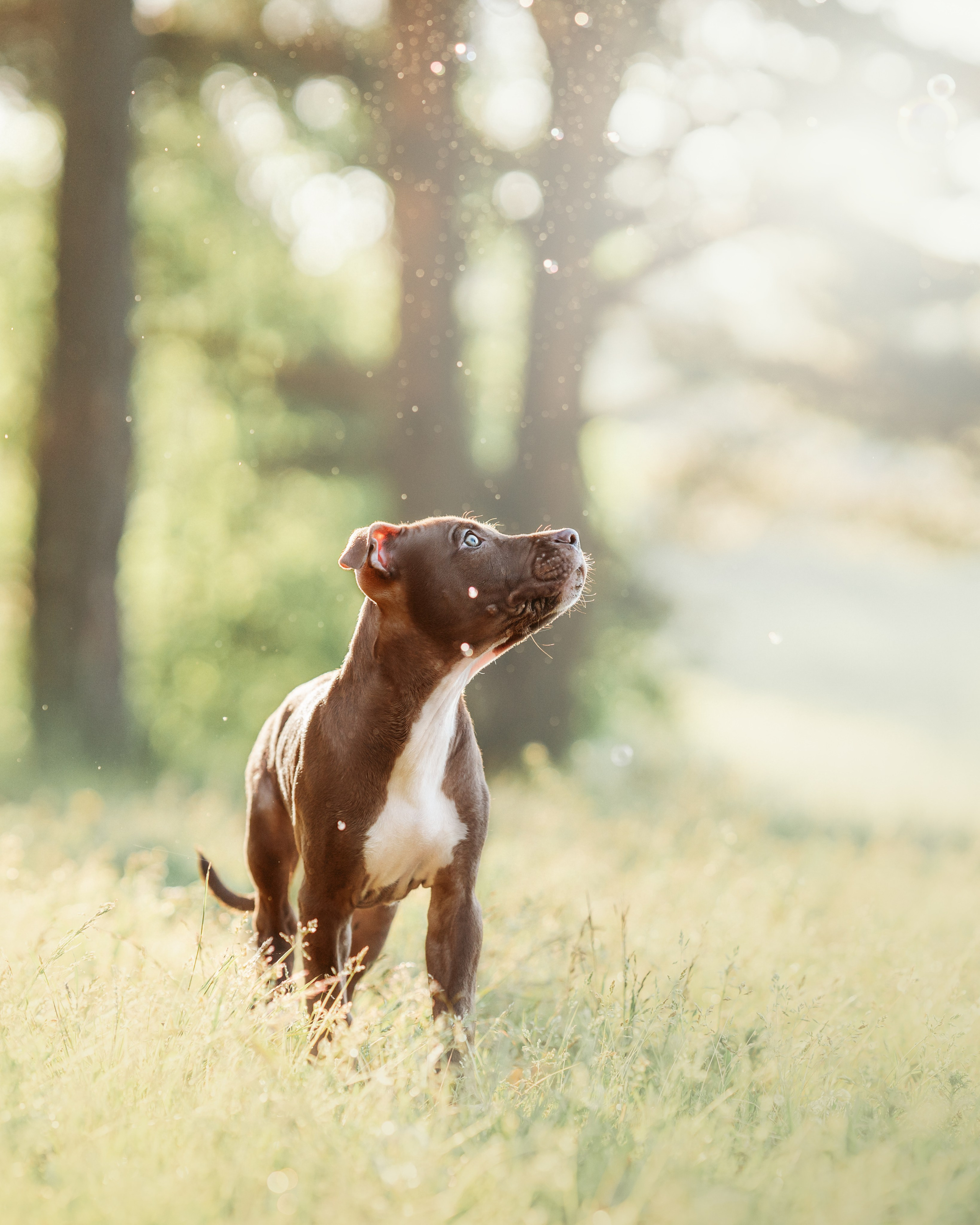 АПБТ. Фотограф анималист Осипчикова Мария