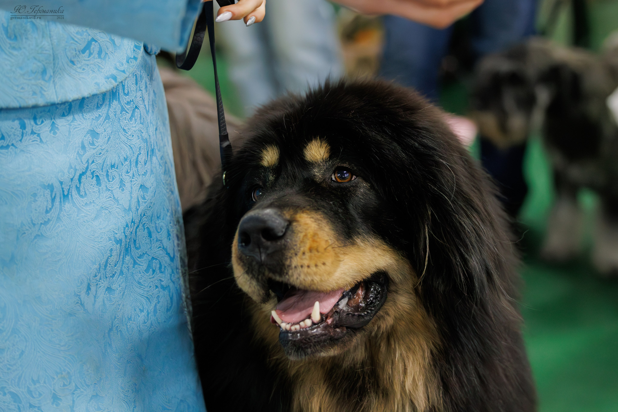 Сфера и Крокус 8,9,16 и 30.03.2025. Фотограф-анималист Юлия Германика