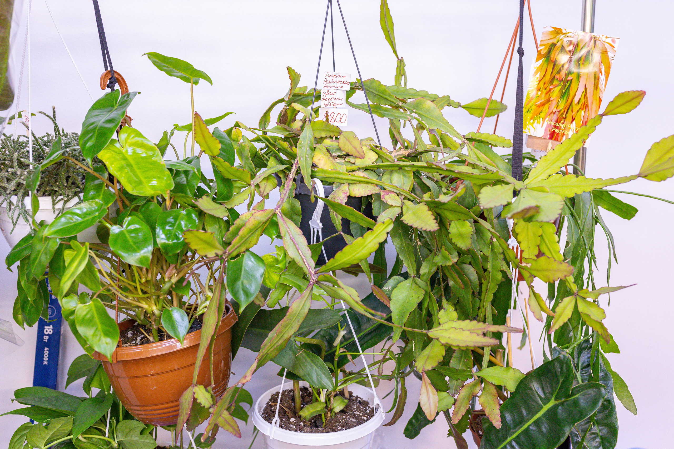 Монстериум 11–12 октября. Александра Куликова фотограф, Москва