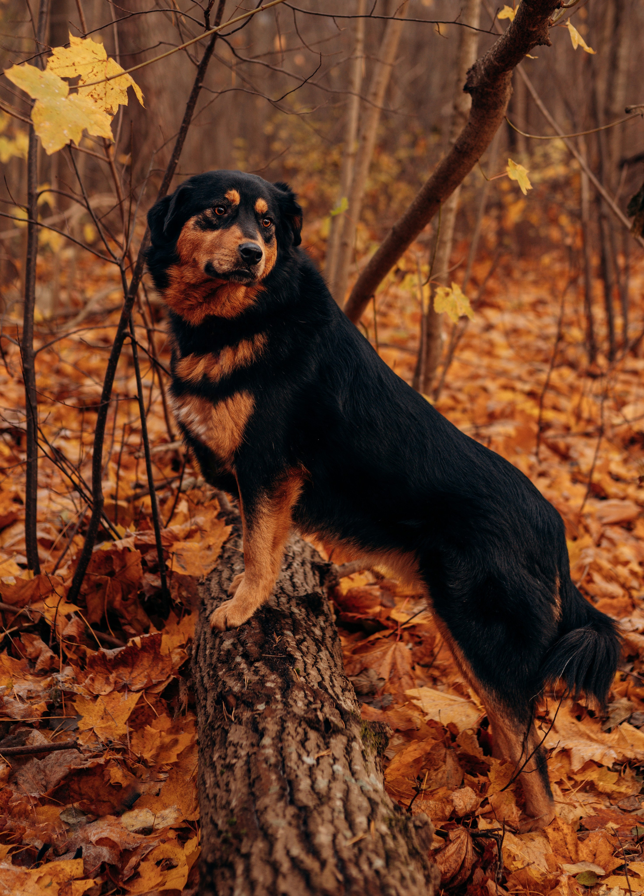 Глаша и Любовь. Фотограф анималист в Спб недорого Олеся Майорова