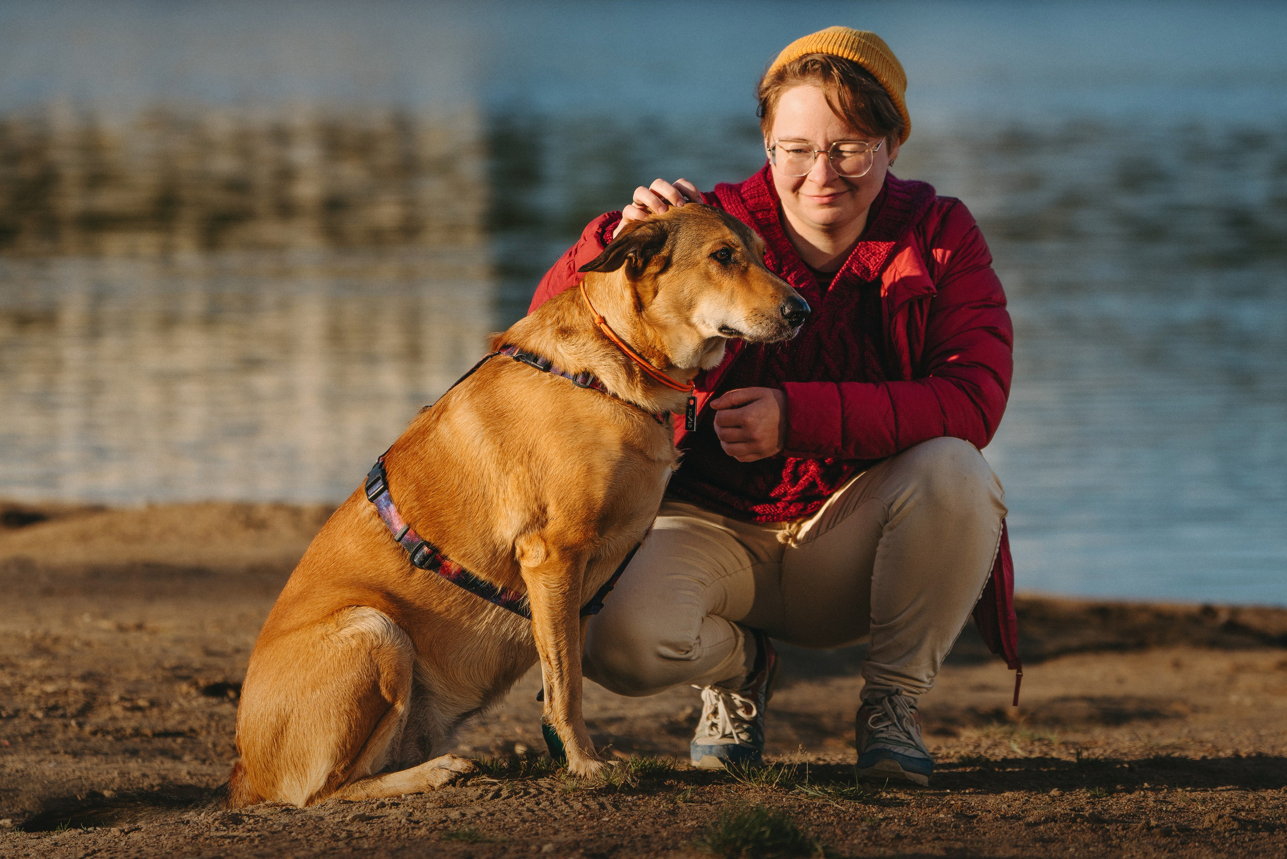 Семейная фотосессия с двумя собаками на закате. Фотограф анималист в Спб недорого Олеся Майорова