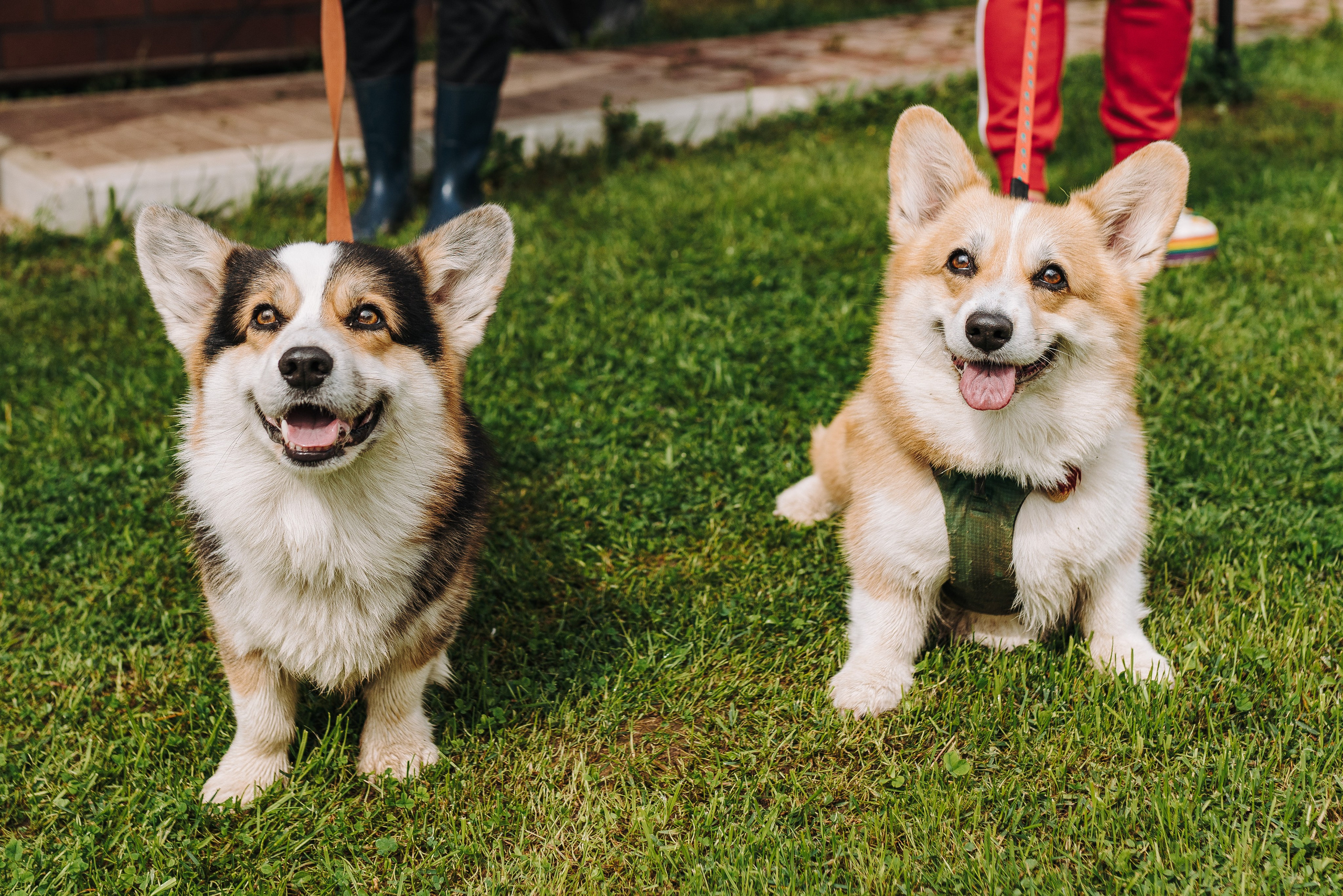 Соревнования по ноузворку в Новожилово. Фотограф анималист в Спб недорого Олеся Майорова