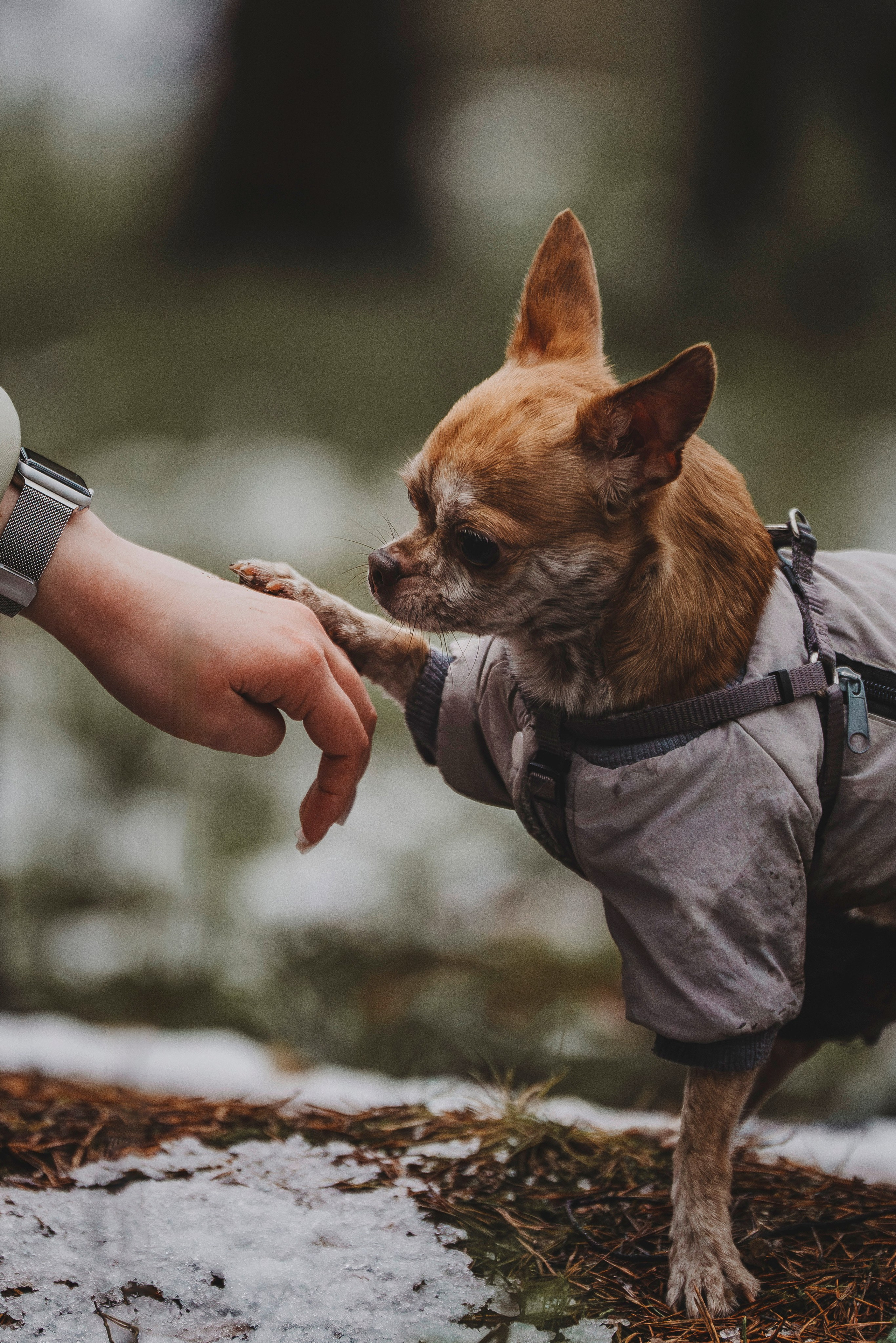 Наталия и Боря. Фотограф анималист в Спб недорого Олеся Майорова