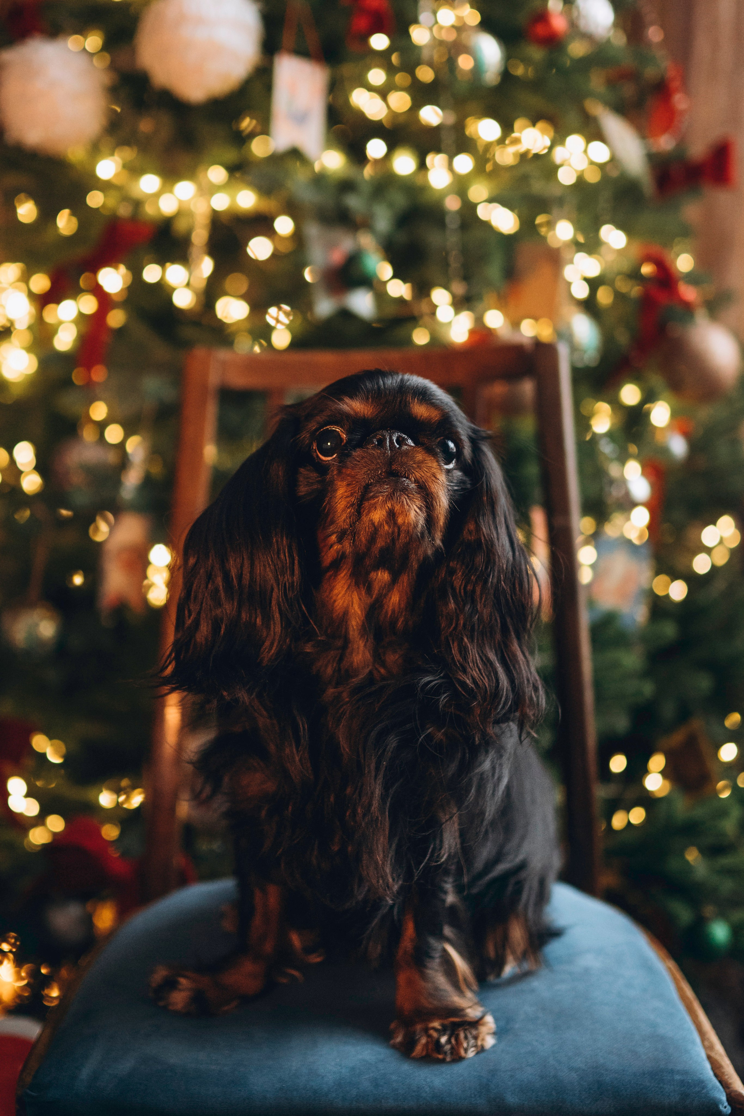 Ариша и её семья. Фотограф анималист в Спб недорого Олеся Майорова