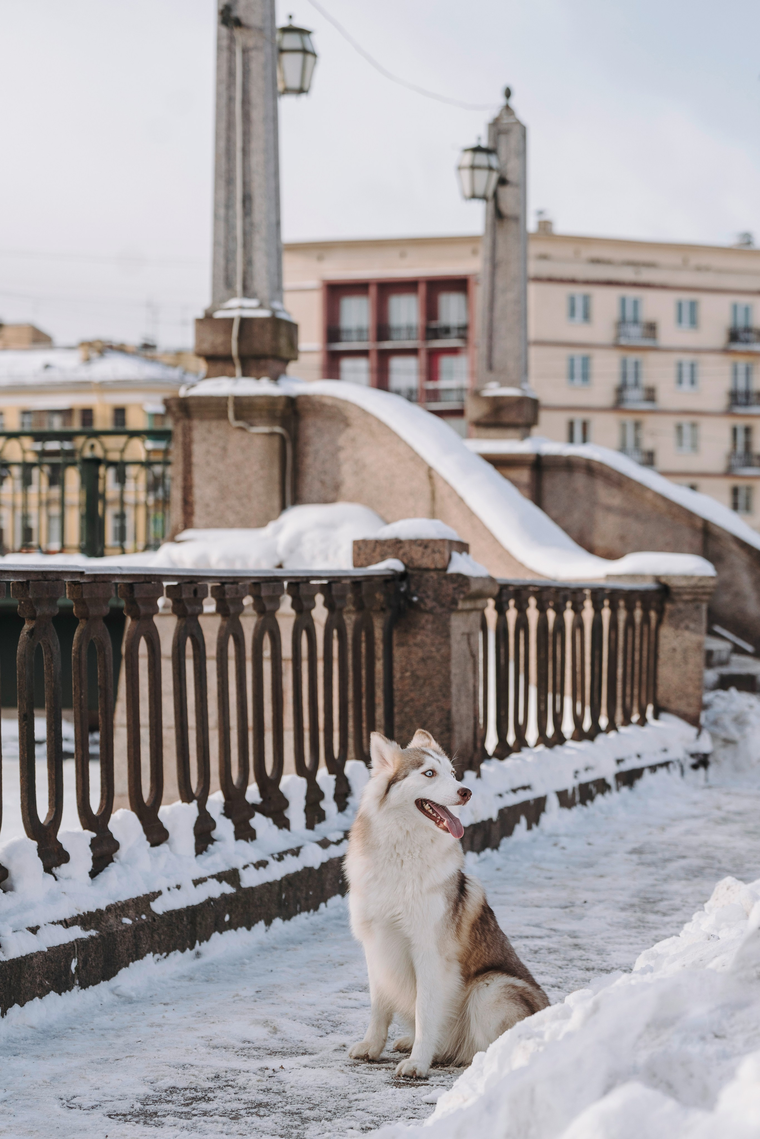 Мария и Амелия. Фотограф анималист в Спб недорого Олеся Майорова
