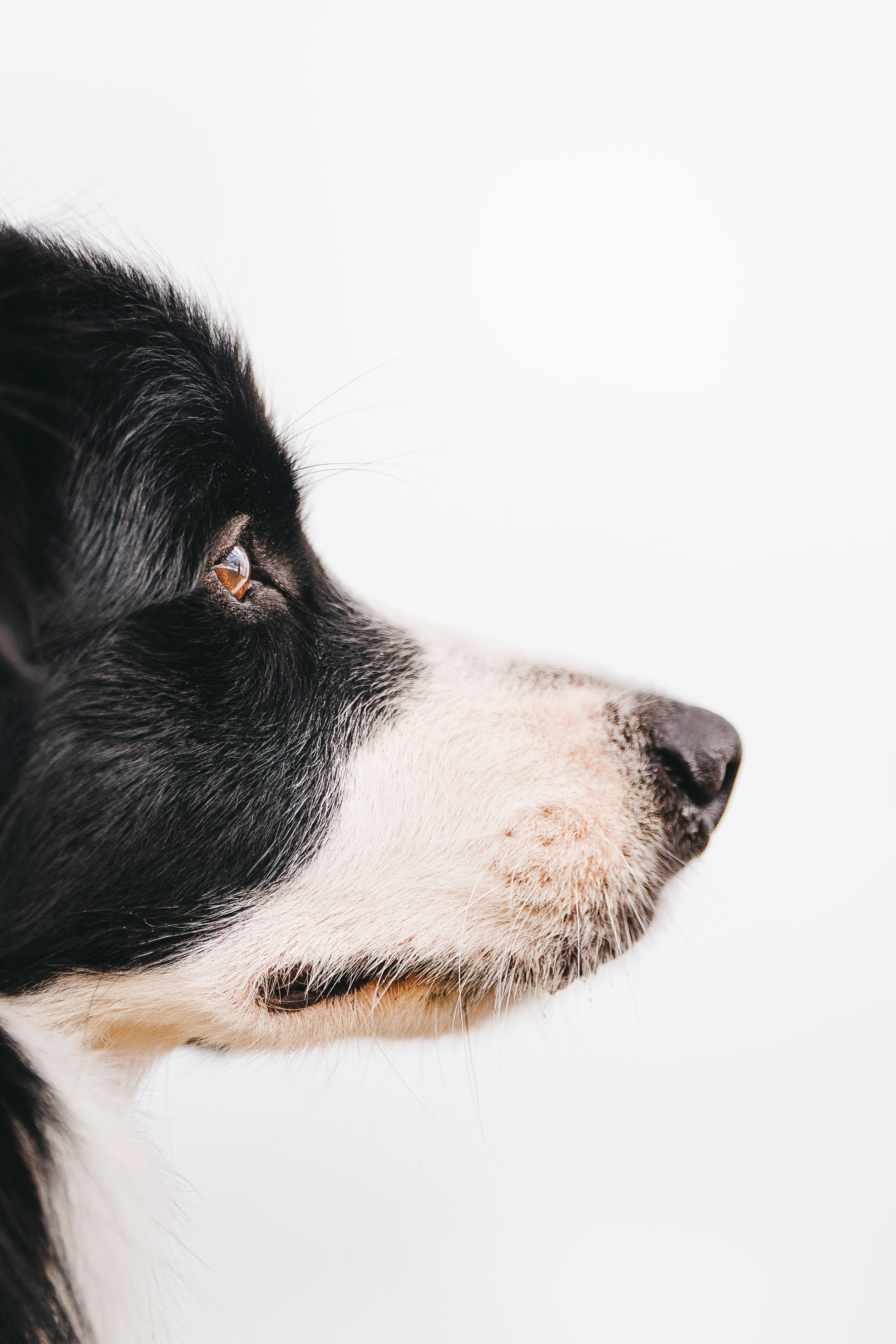 Нил и Алёна. Фотограф анималист в Спб недорого Олеся Майорова