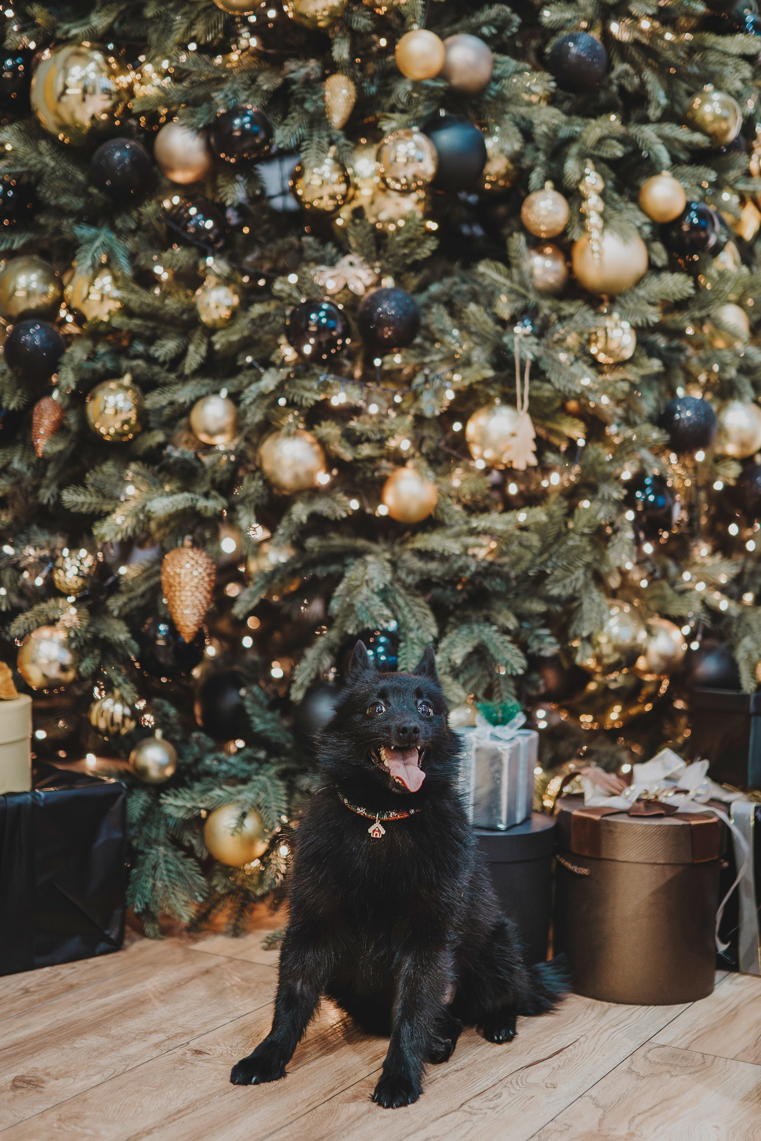 Аня, Андуин и Тесс. Фотограф анималист в Спб недорого Олеся Майорова