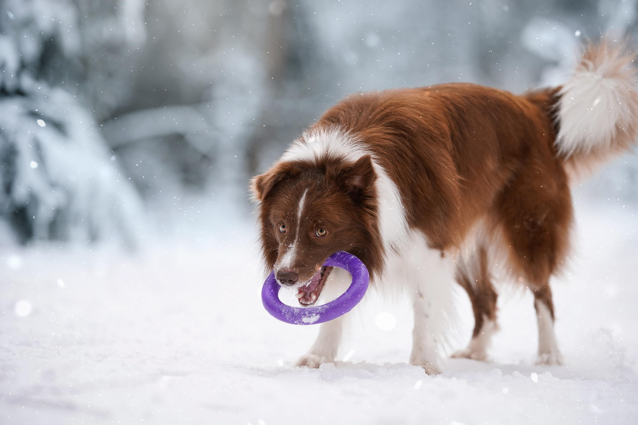 Катя и Ская. Фотограф-анималист в Санкт-Петербурге Яна Мартынова