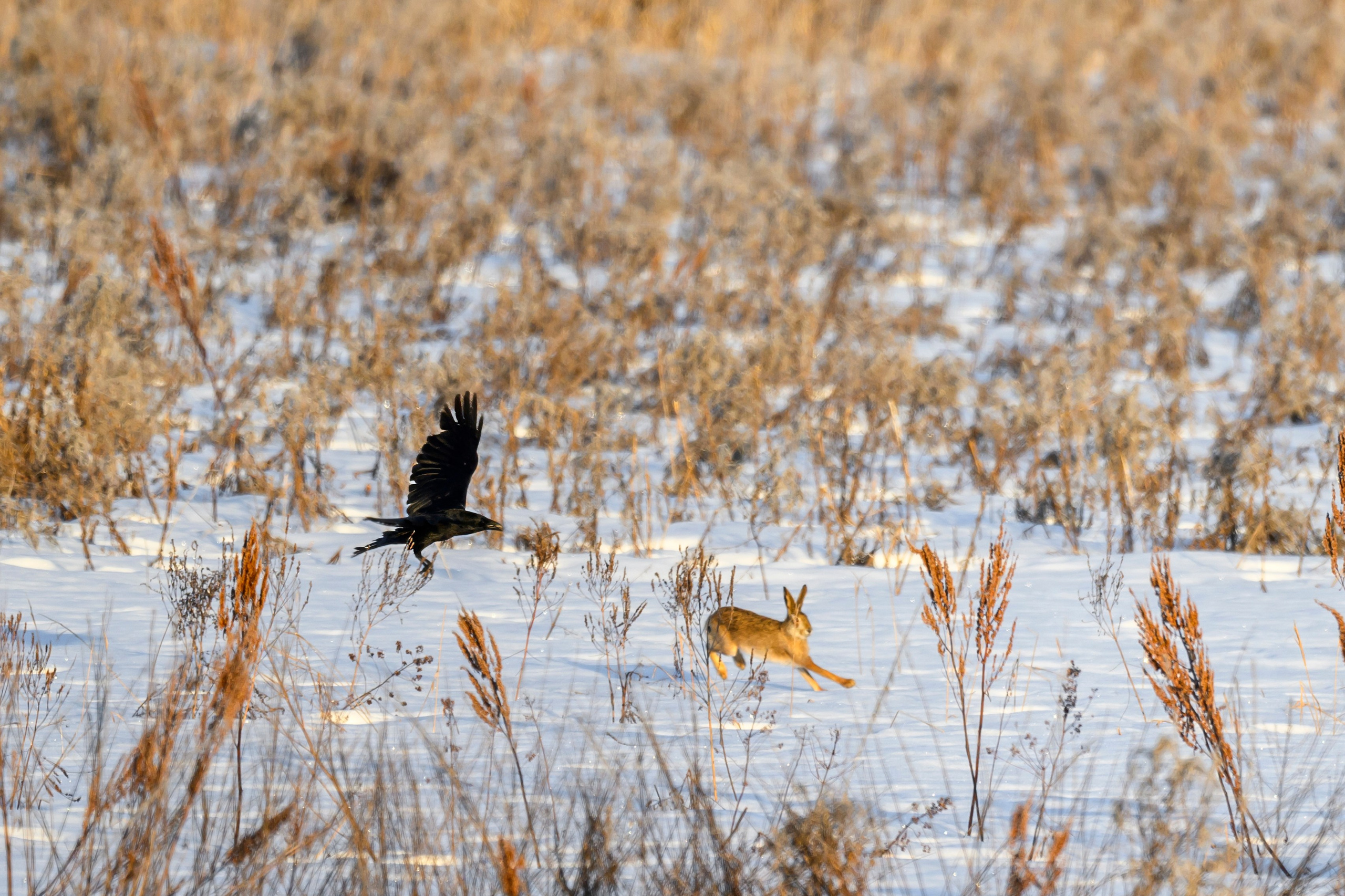 Чёрный ворон, чёрный ворон, Что ж ты вьёшься надо мной?. Фотограф Сергей Пупонин