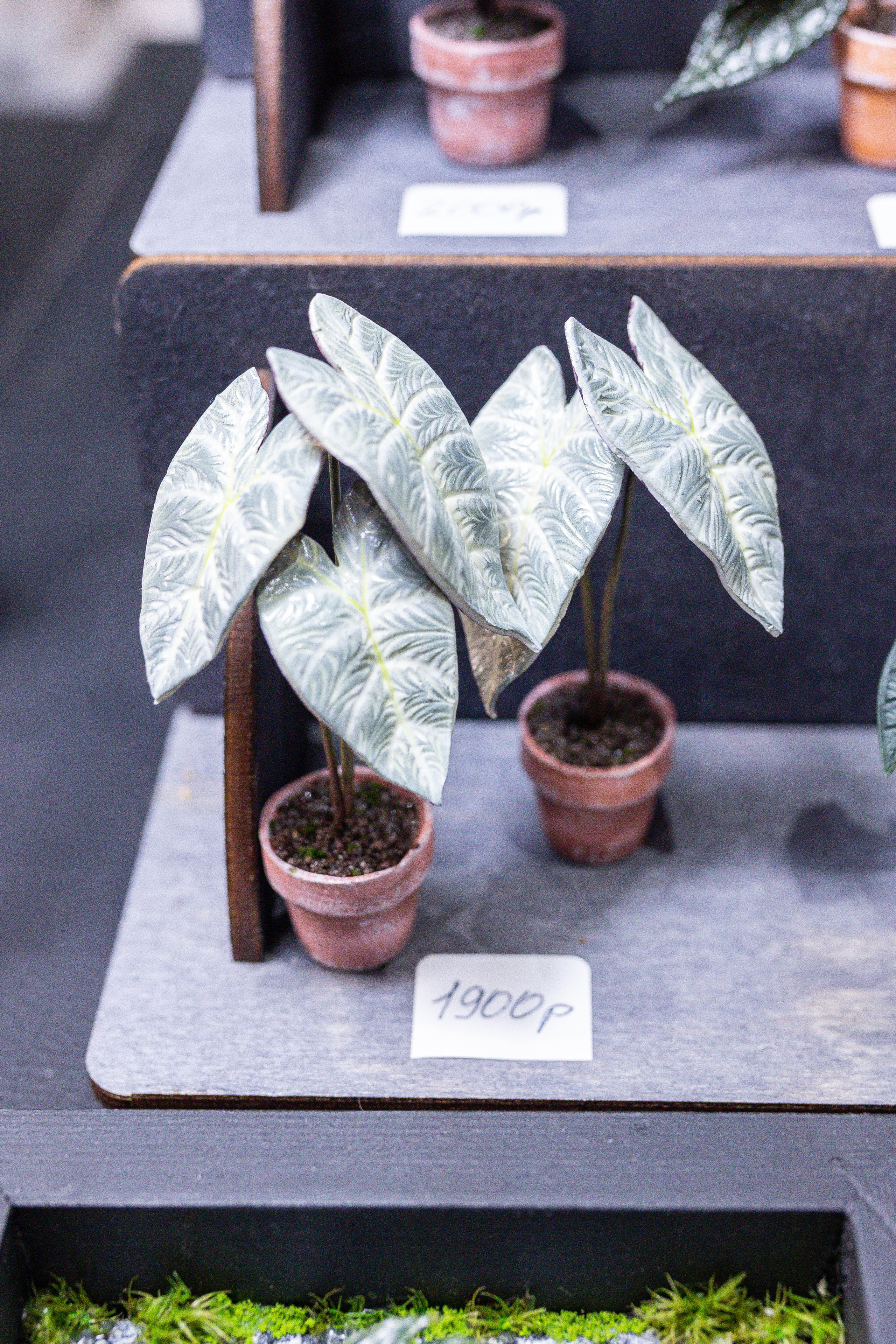 Монстериум 11–12 октября. Александра Куликова фотограф, Москва