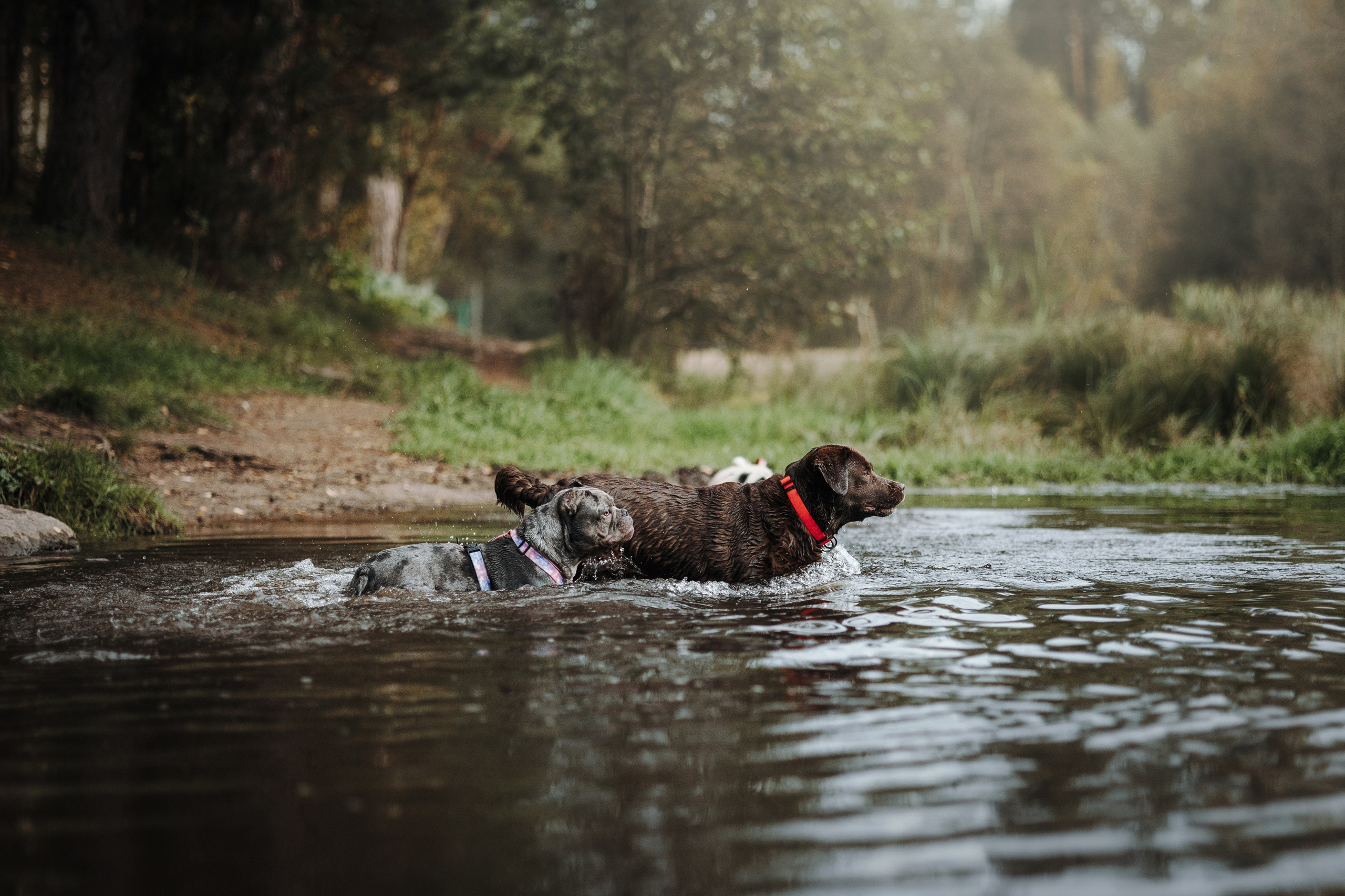 Девочки и их семья. Фотограф — Анималист | Санкт-Петербург