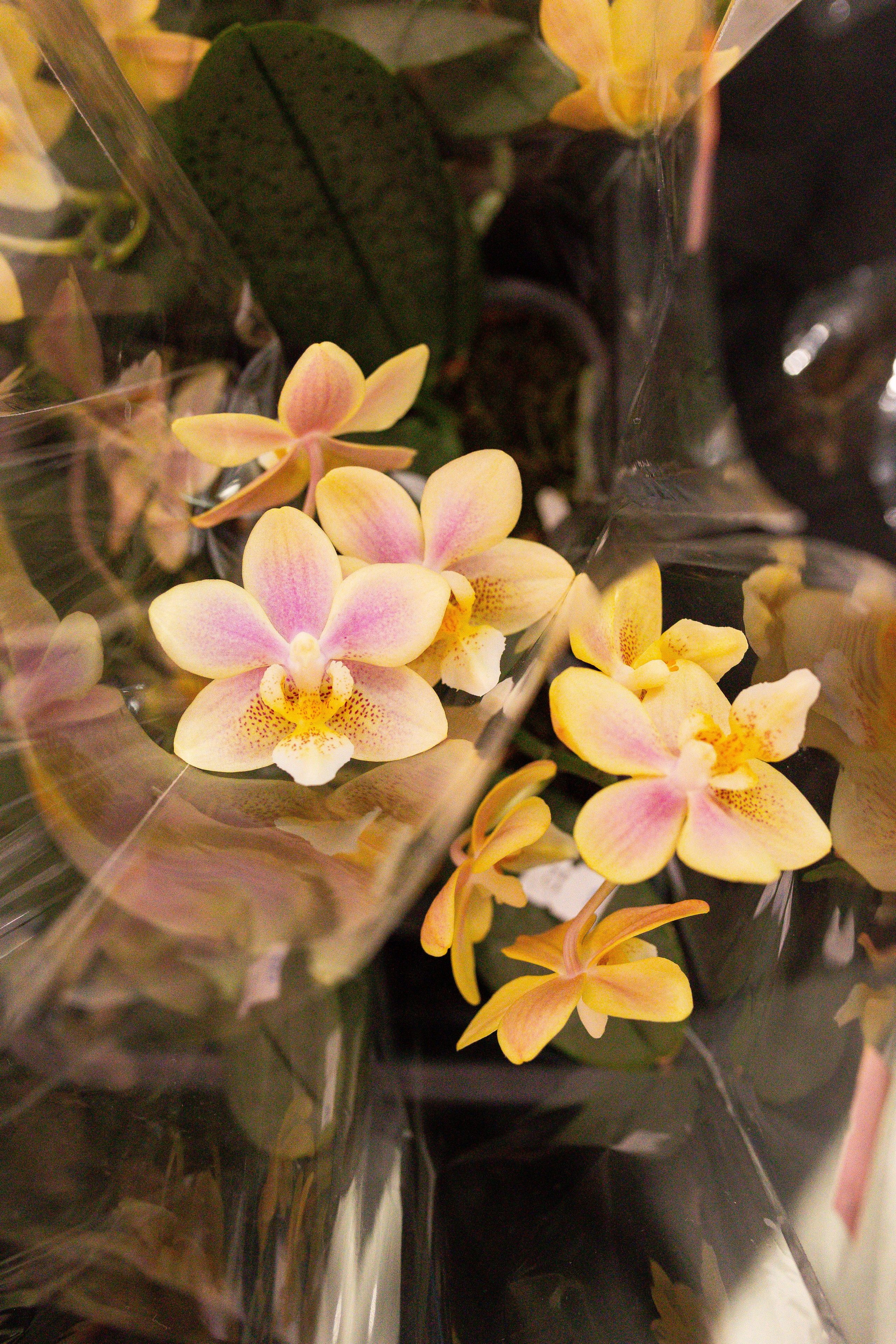 Орхидиум сентябрь 2025. Александра Куликова фотограф, Москва