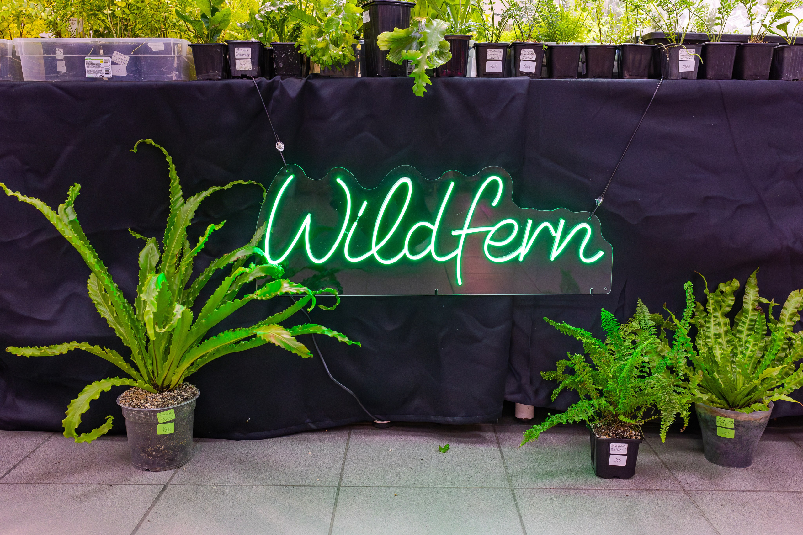 Орхидиум сентябрь 2025. Александра Куликова фотограф, Москва