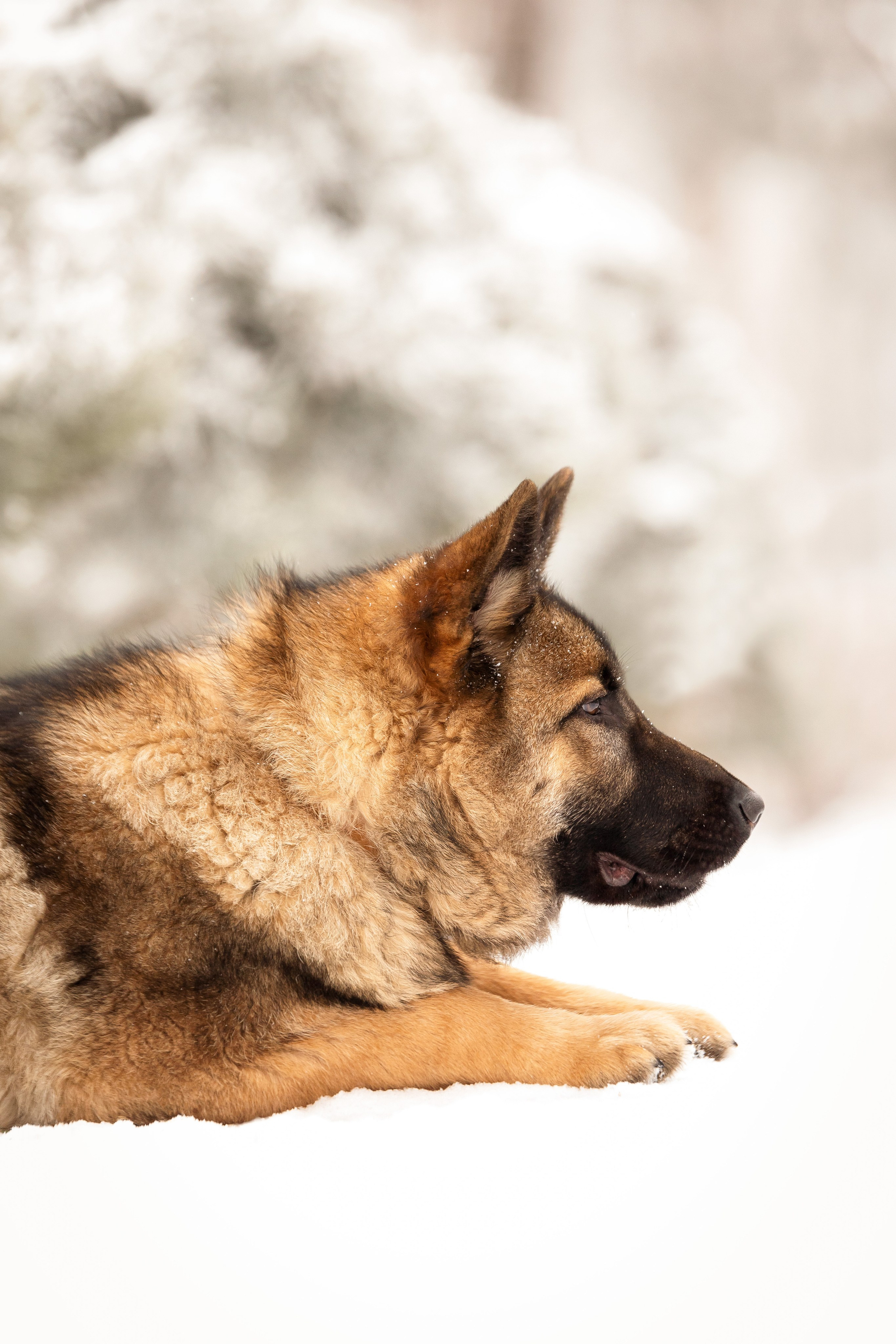 Немецкая овчарка. Юлия Микульская. Рыбинск