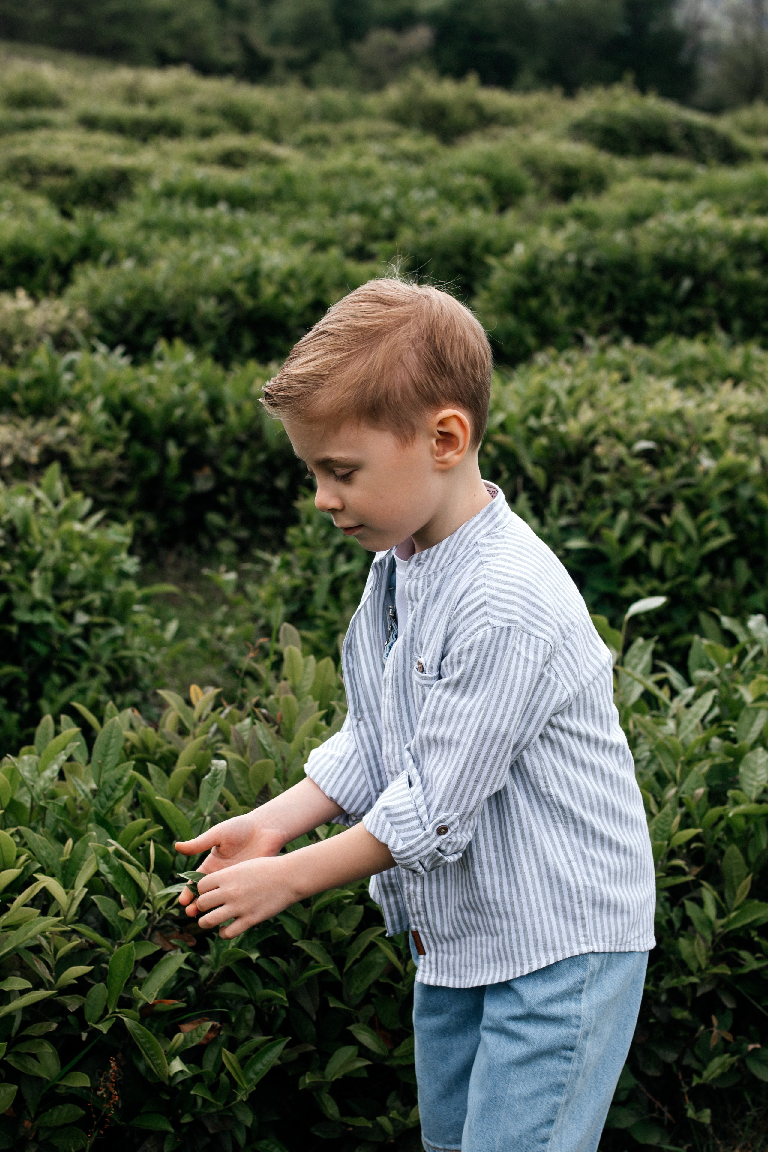 Tea plantation. Efimova Model Agency