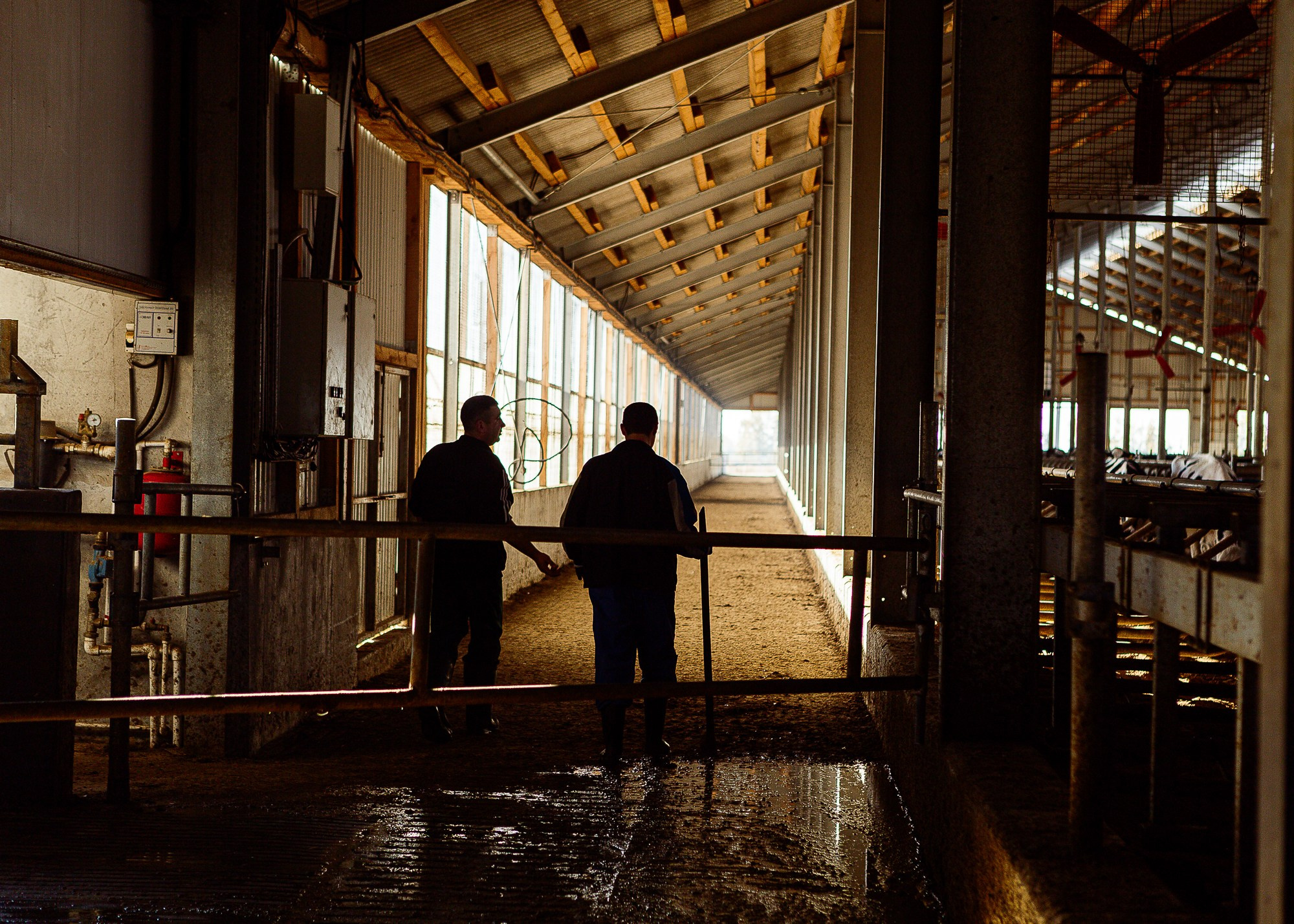 ЭкоНива — производитель молока № 1 в России