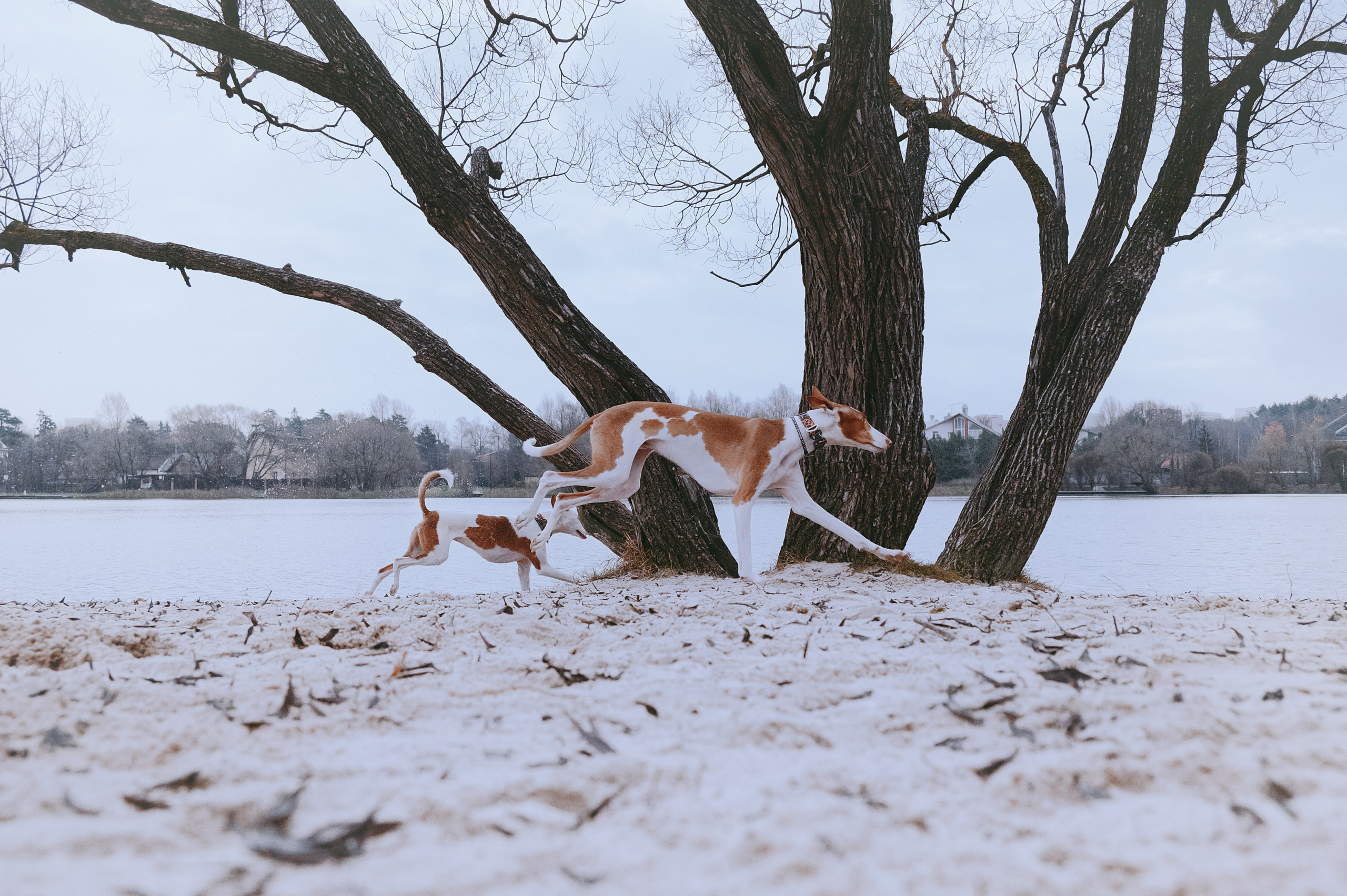 Фотограф- анималист Александра Матвеева