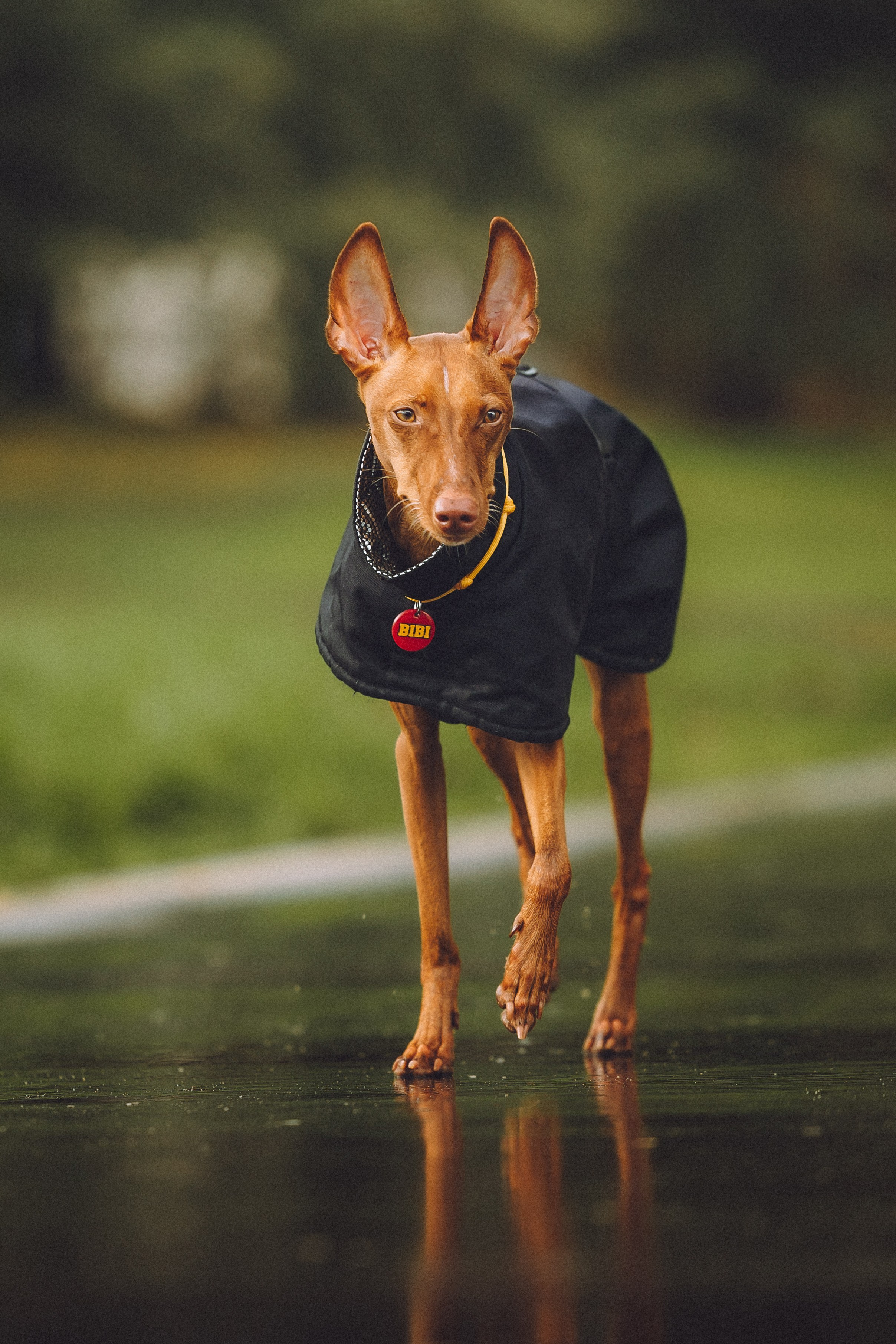 Даша и Биби