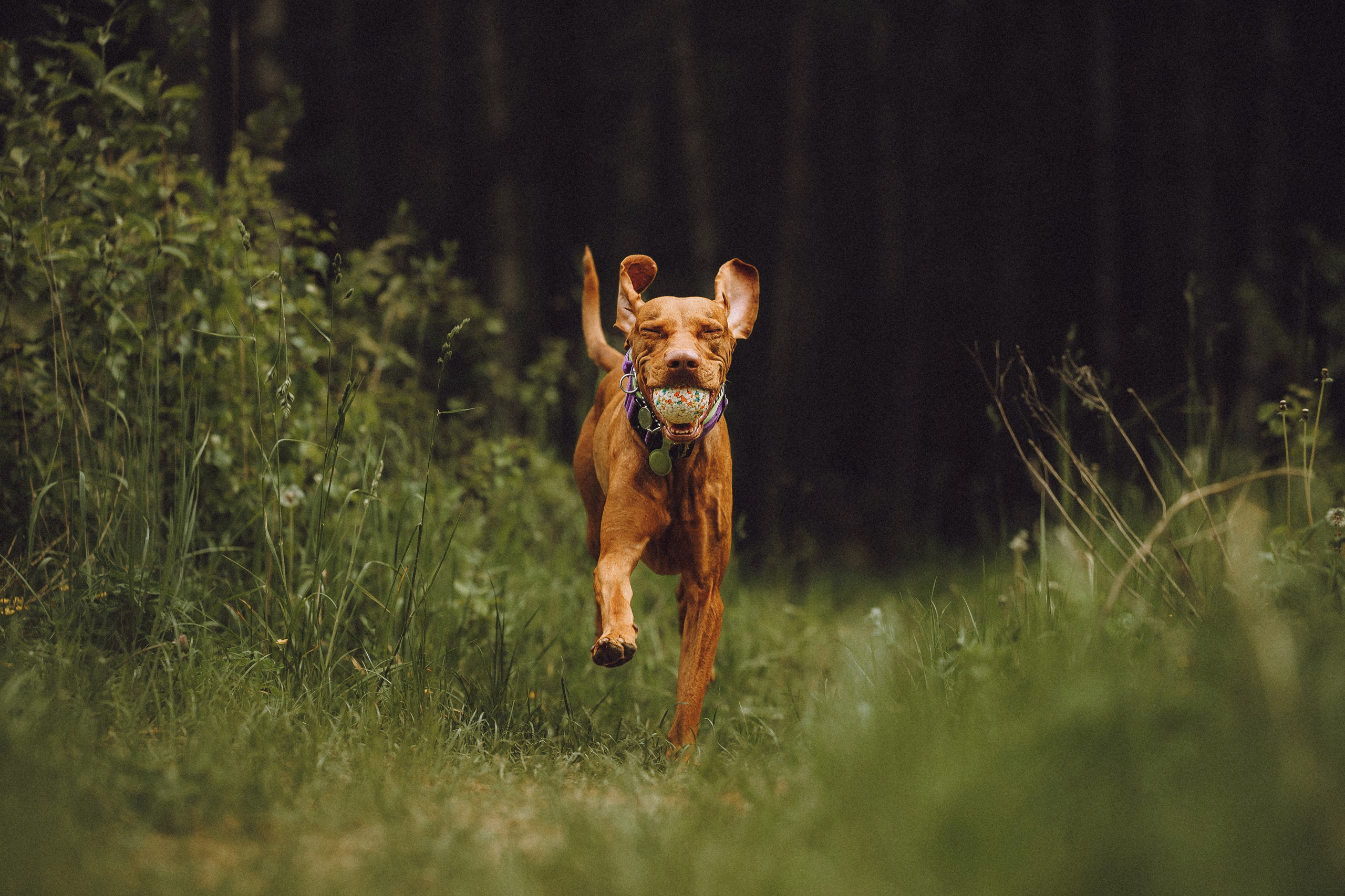Груша, Данни, Фунтик и их семья