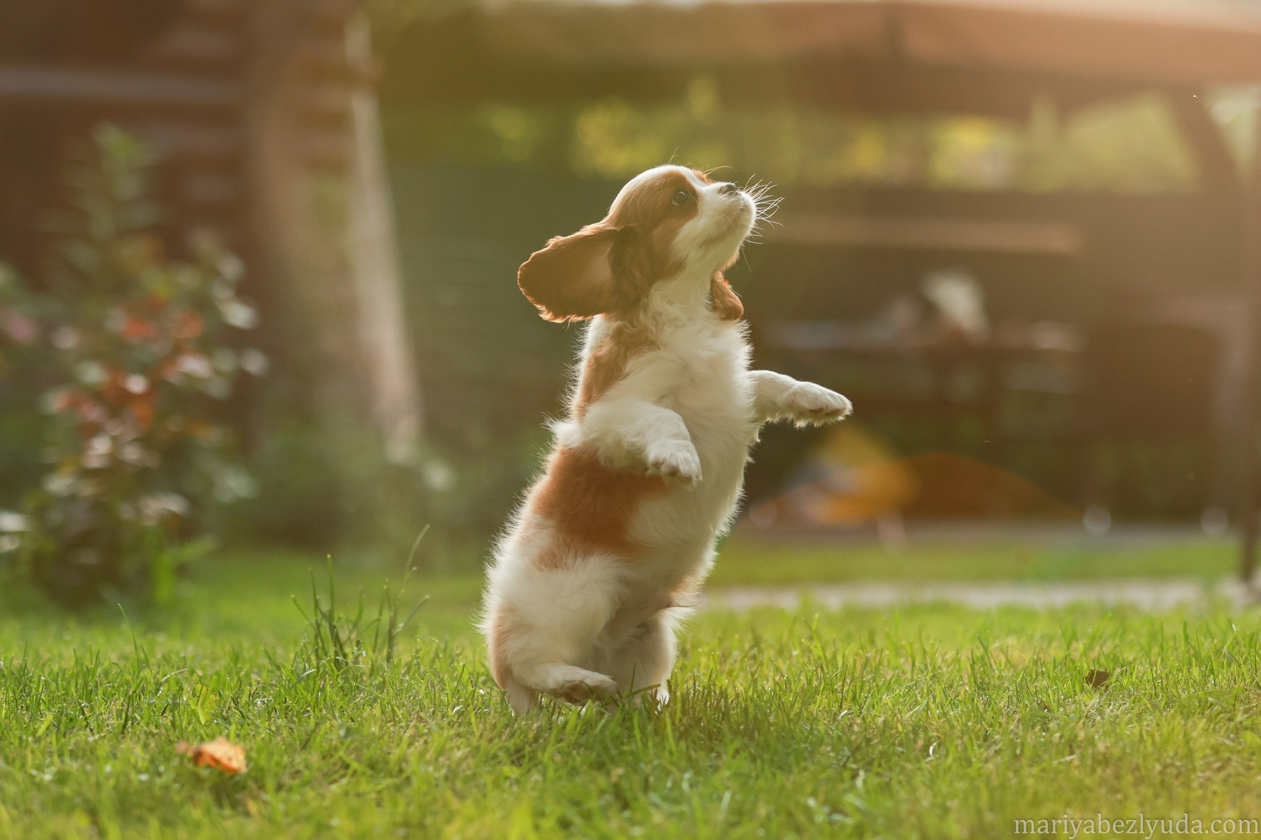 Щенки. Семейный и детский фотограф в Москве Мария Быкова
