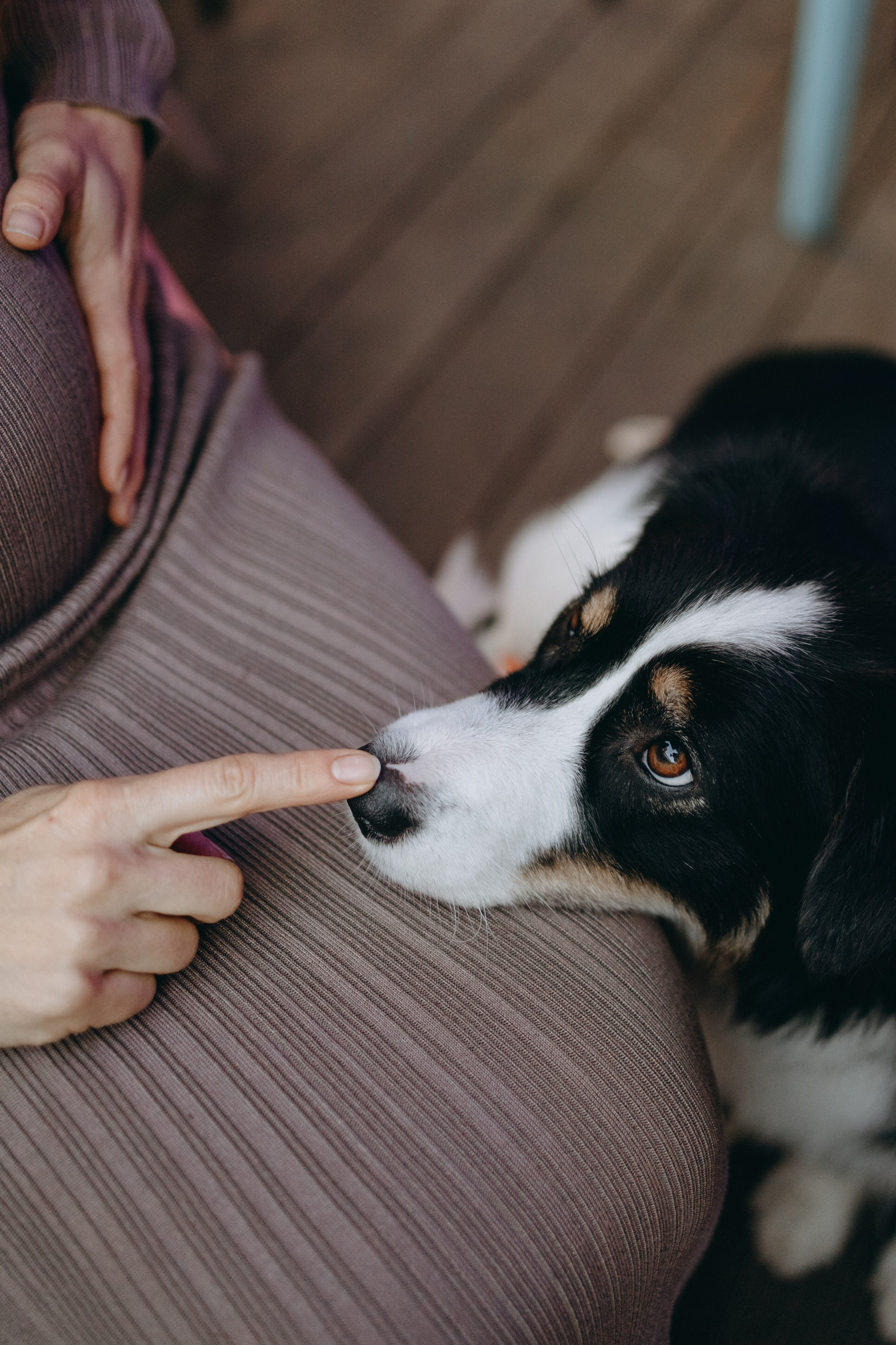 Катя и ее девочки. Фотограф — Анималист | Санкт-Петербург