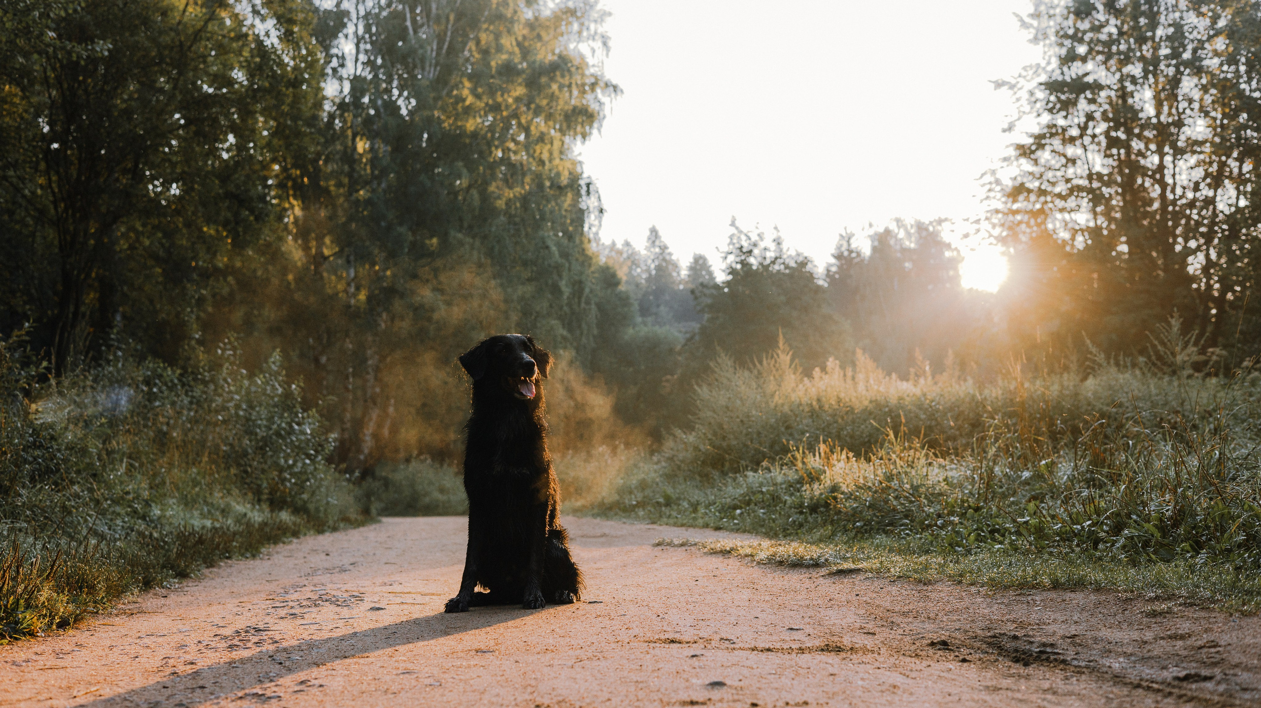 Лиза и Коди. Фотограф-анималист Богданова Полина