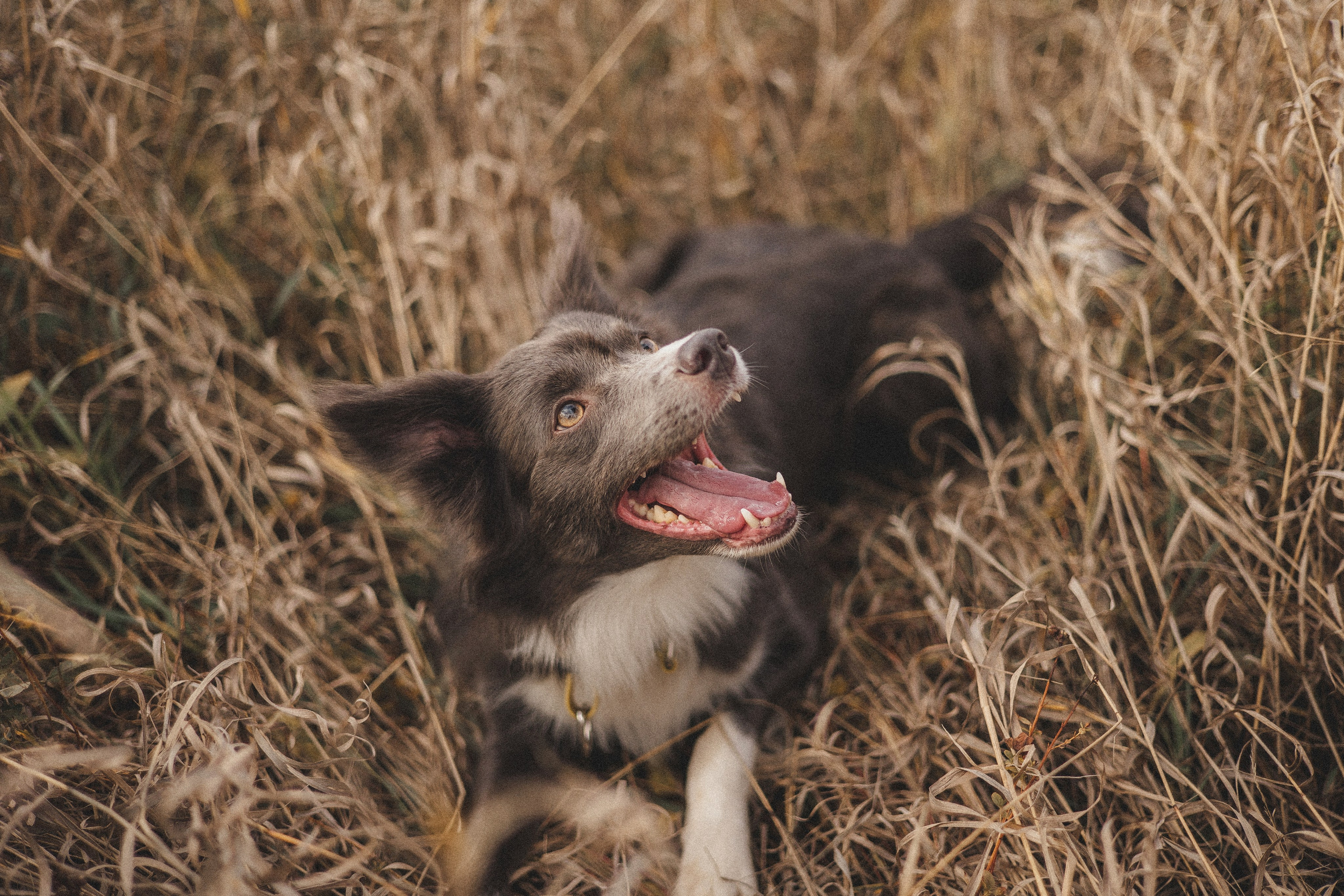 Даша и Дже. Фотограф-анималист Богданова Полина