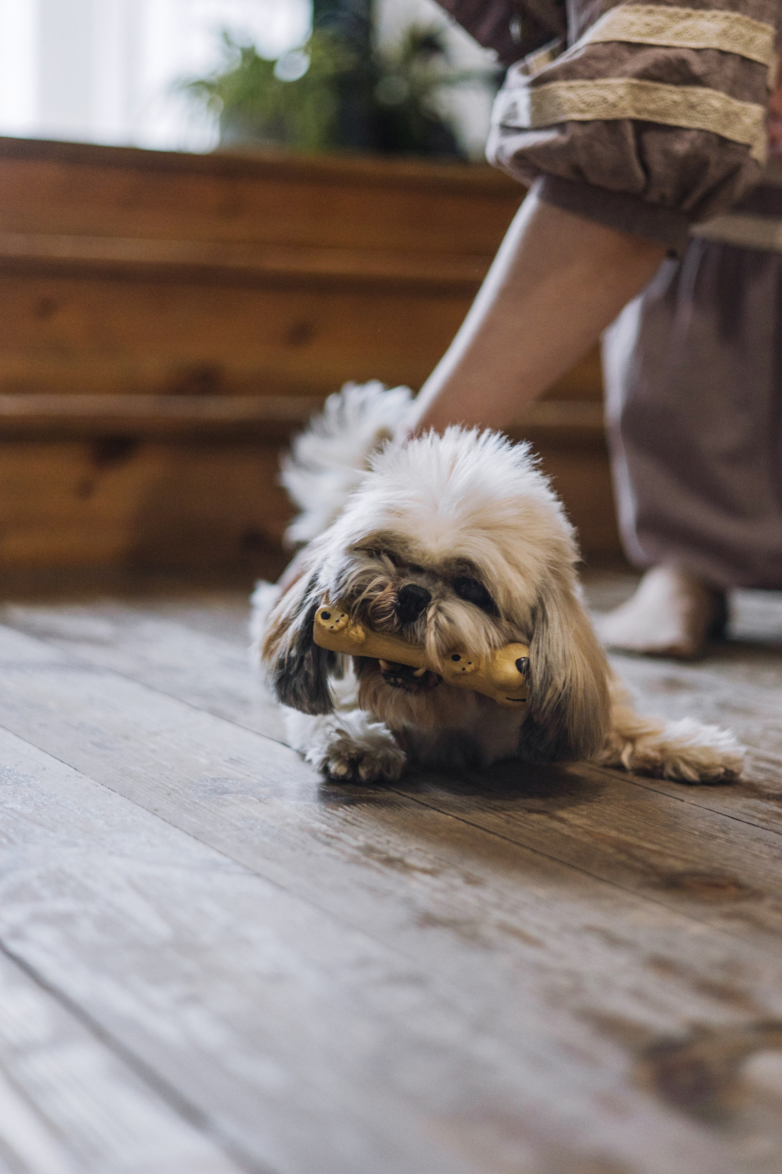 Ирина и Винни. Фотограф-анималист Богданова Полина