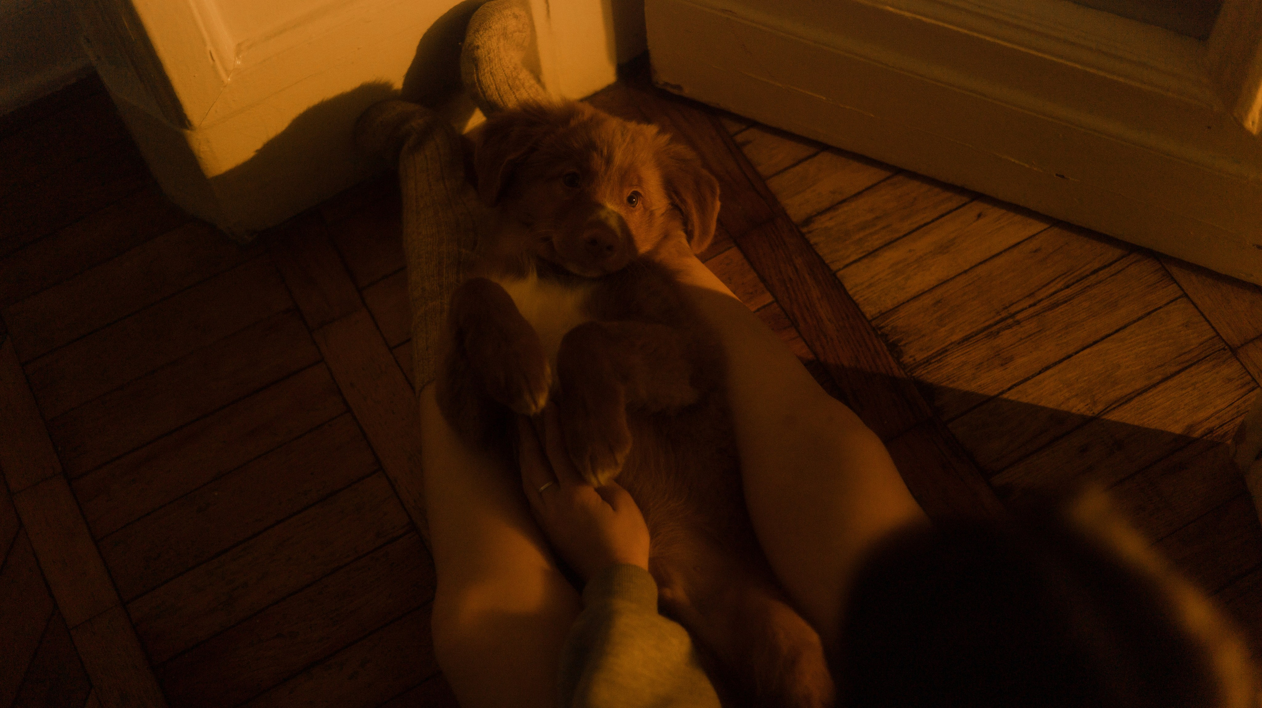 Маша, Одди и Нэвил. Фотограф-анималист Богданова Полина