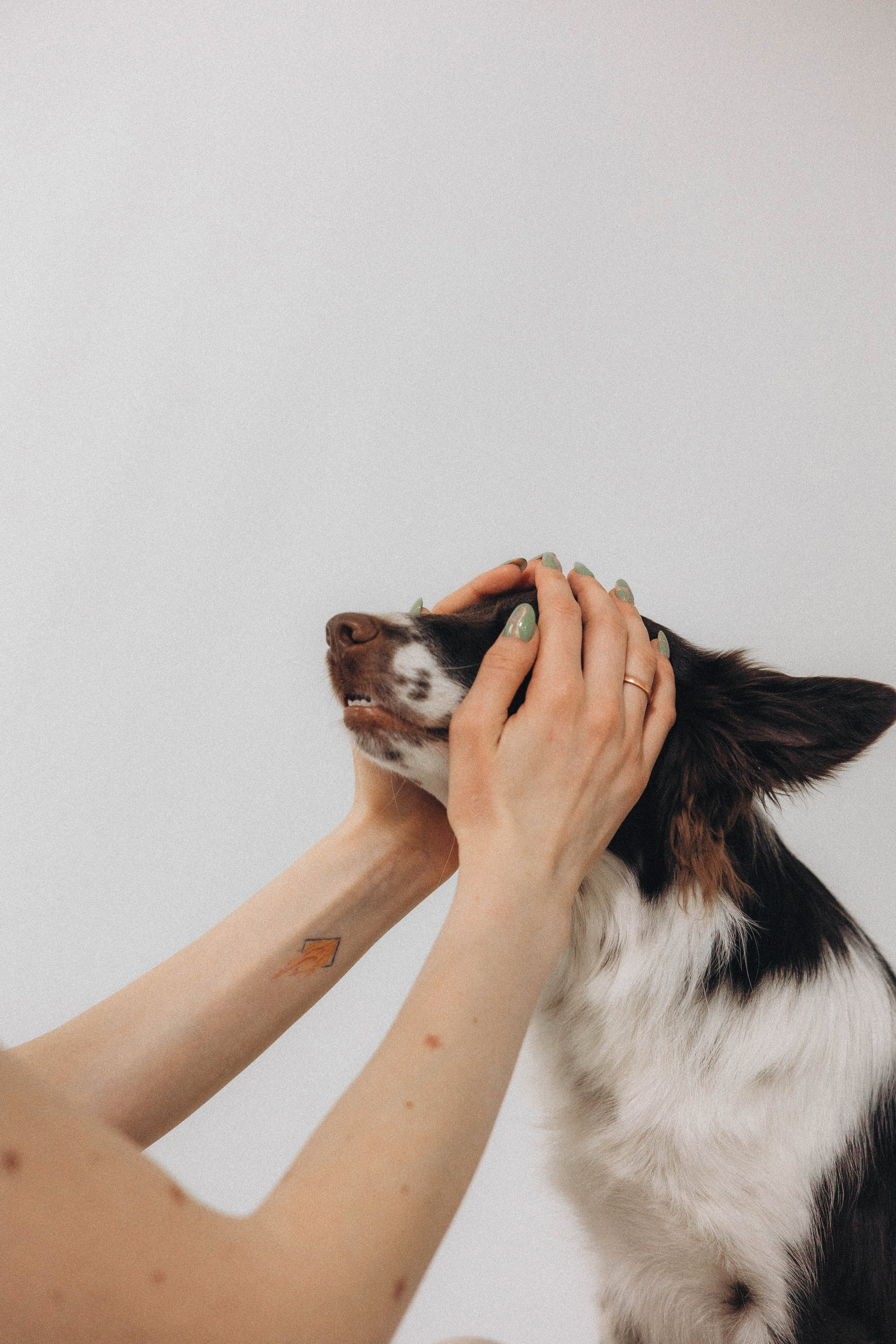 Алена и Гвендолин. Фотограф-анималист Богданова Полина