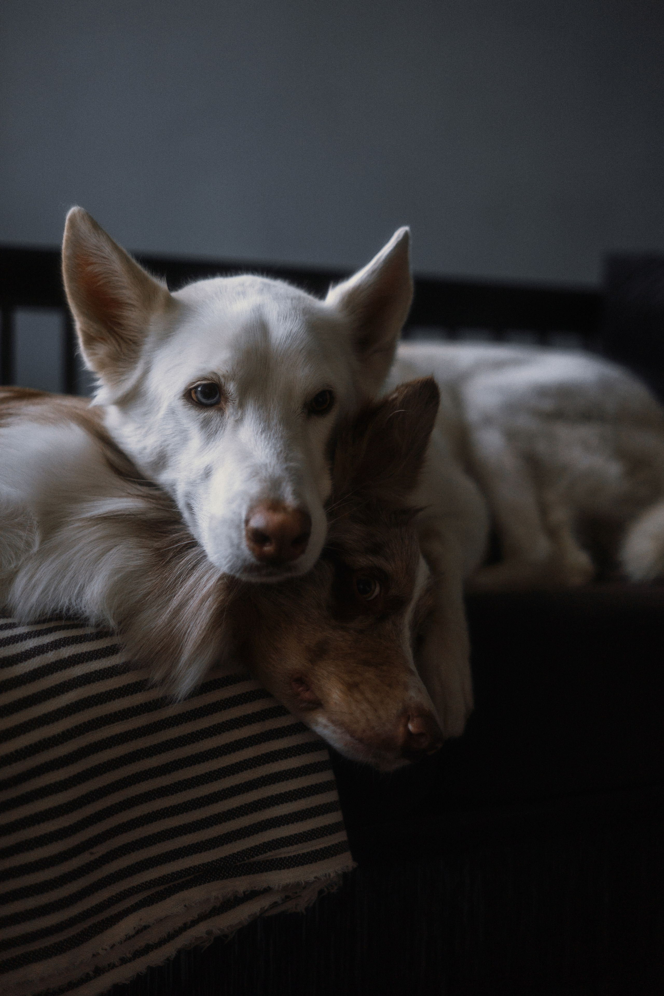 Аня, Дэймон и Грэй. Фотограф-анималист Богданова Полина