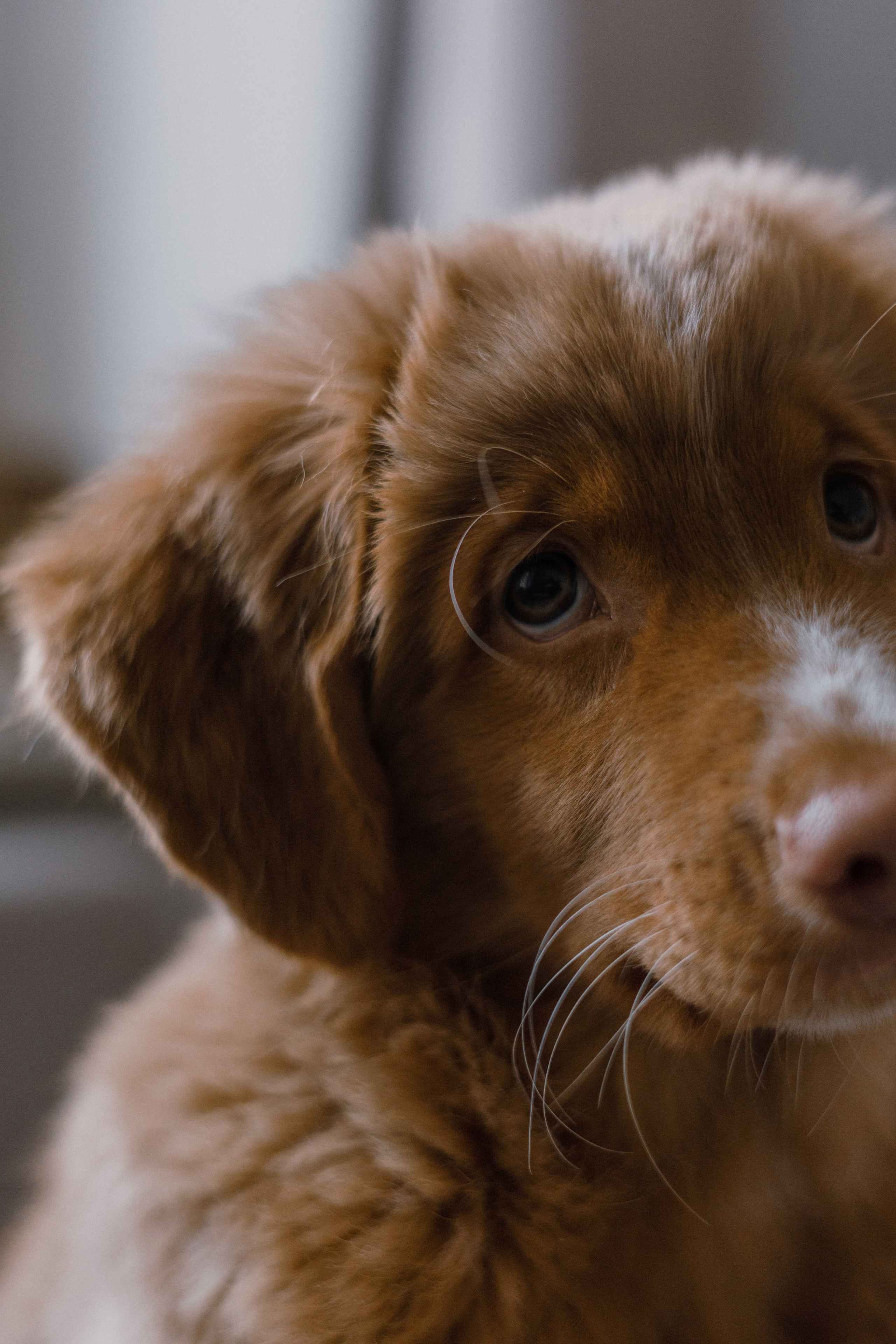 Маша, Одди и Нэвил. Фотограф-анималист Богданова Полина