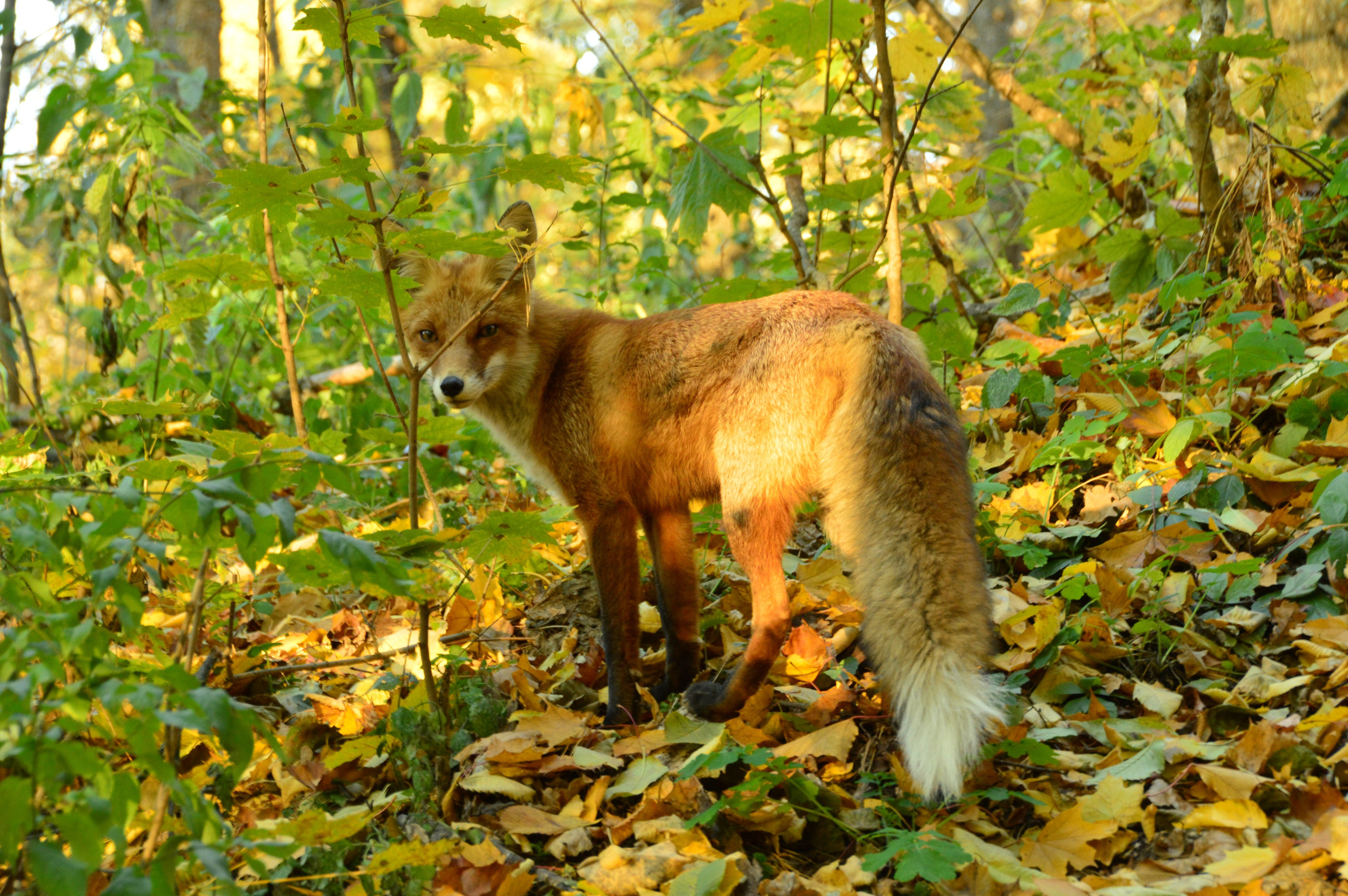 Природа. Главная