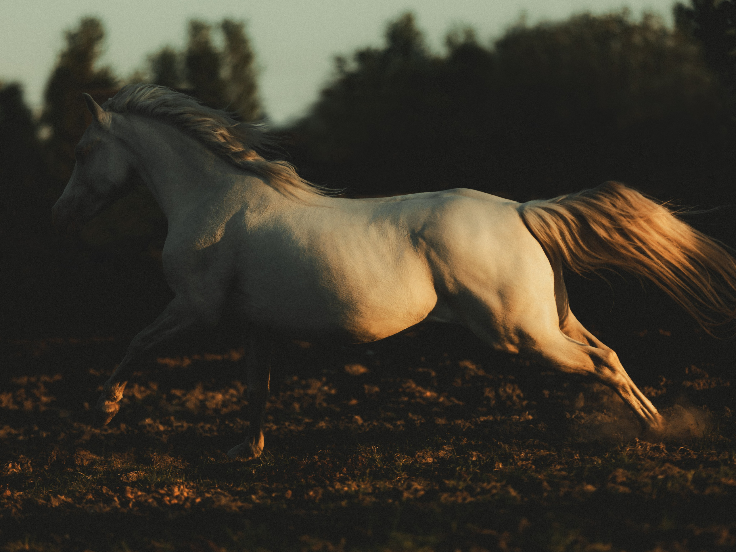 Съёмка лошадей/ цвет. Конный фотограф в Калининграде Елена Курбатова
