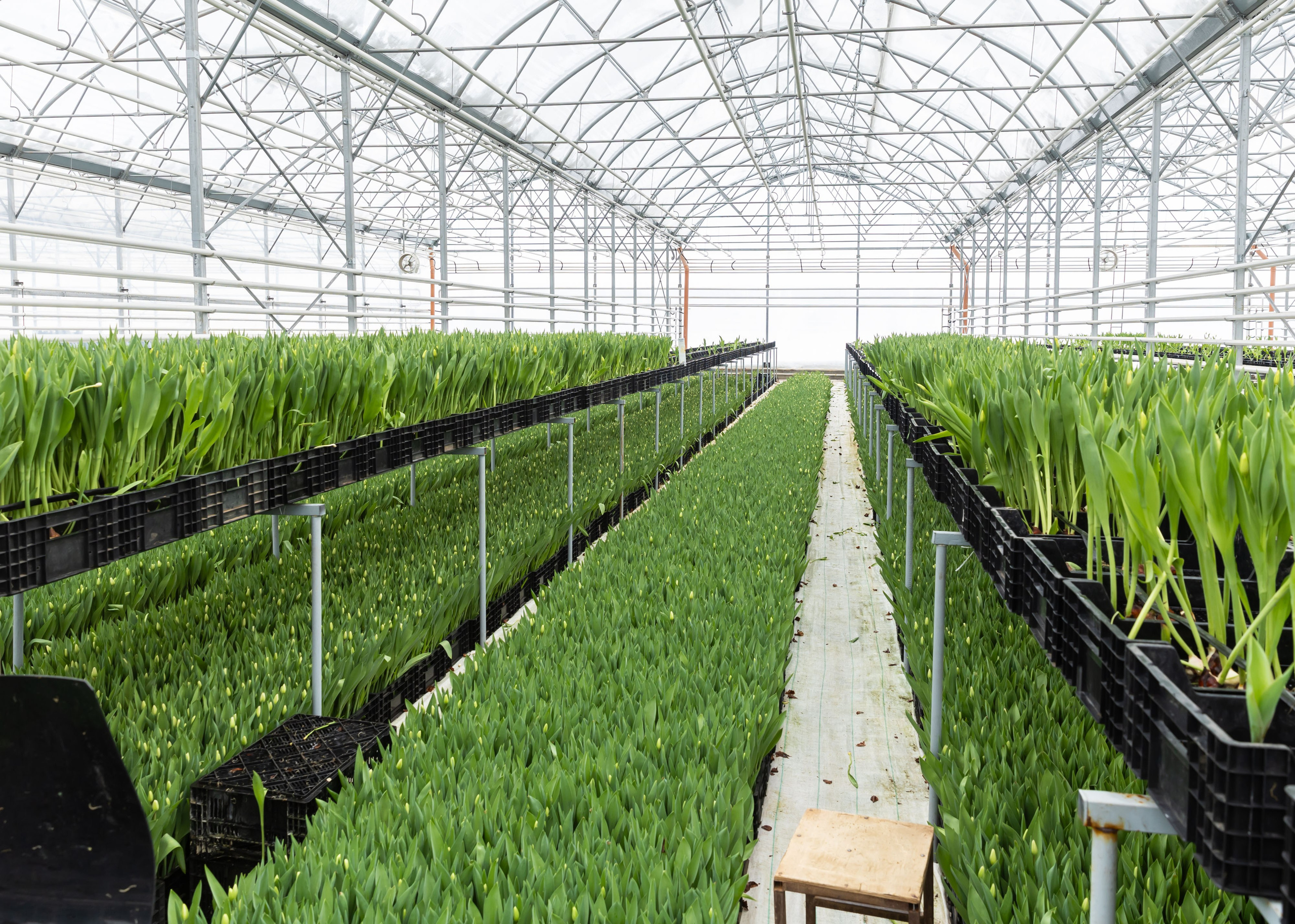 ЦВЕТЫ. ФОТОГРАФ ВИНОГРАДОВА ДАРЬЯ