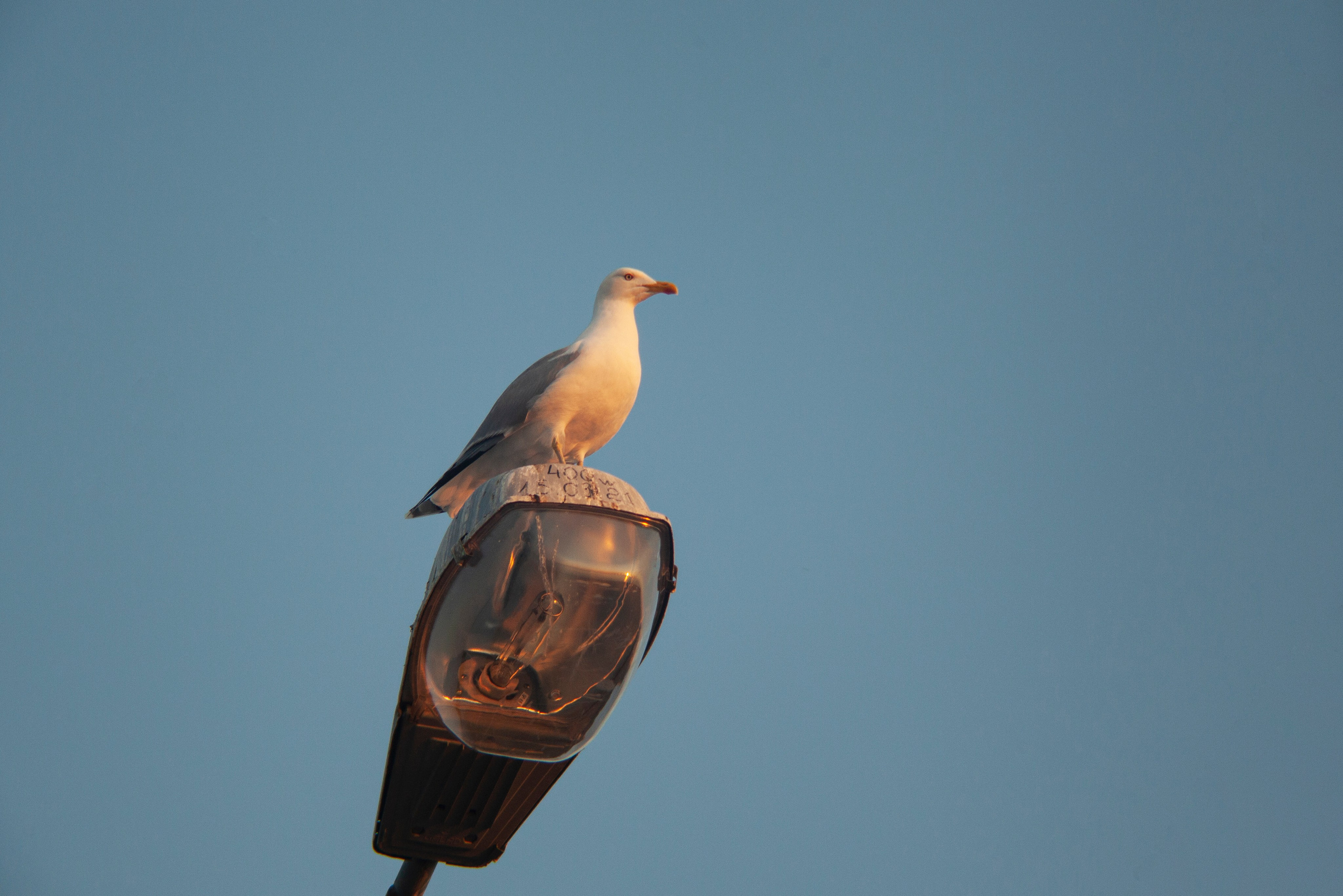 Птичий базар на заливе. Фотограф Адигамова Юлия в Петербурге