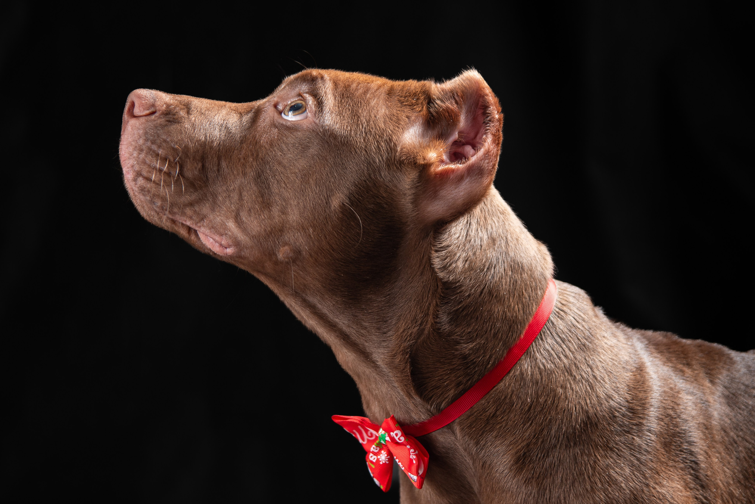 Фотосессия собак на чёрном фоне. Фотограф Макс Огурцов в Нижнем Новгороде