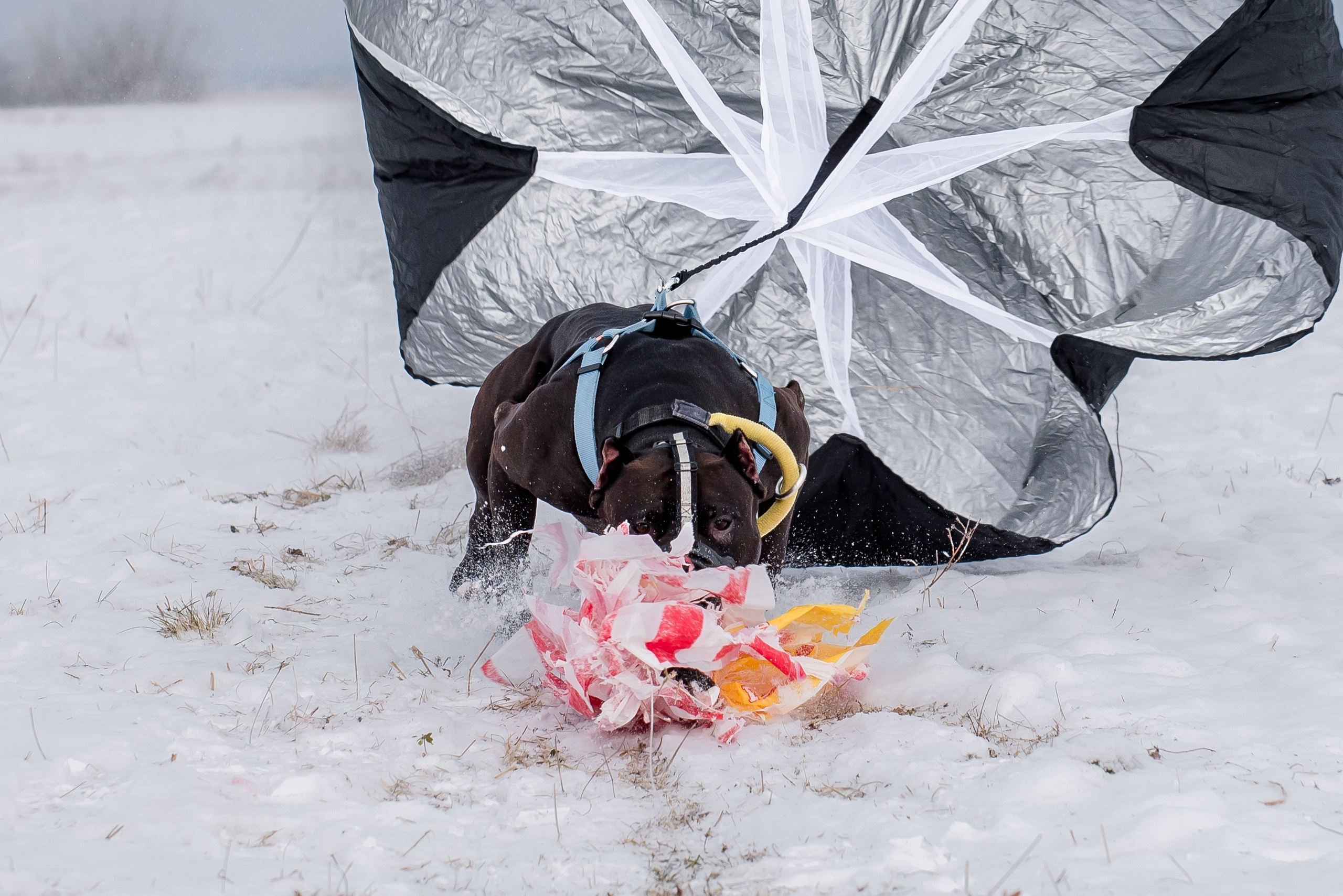 Бега за механической приманкой (Курсинг). Фотограф Макс Огурцов в Нижнем Новгороде
