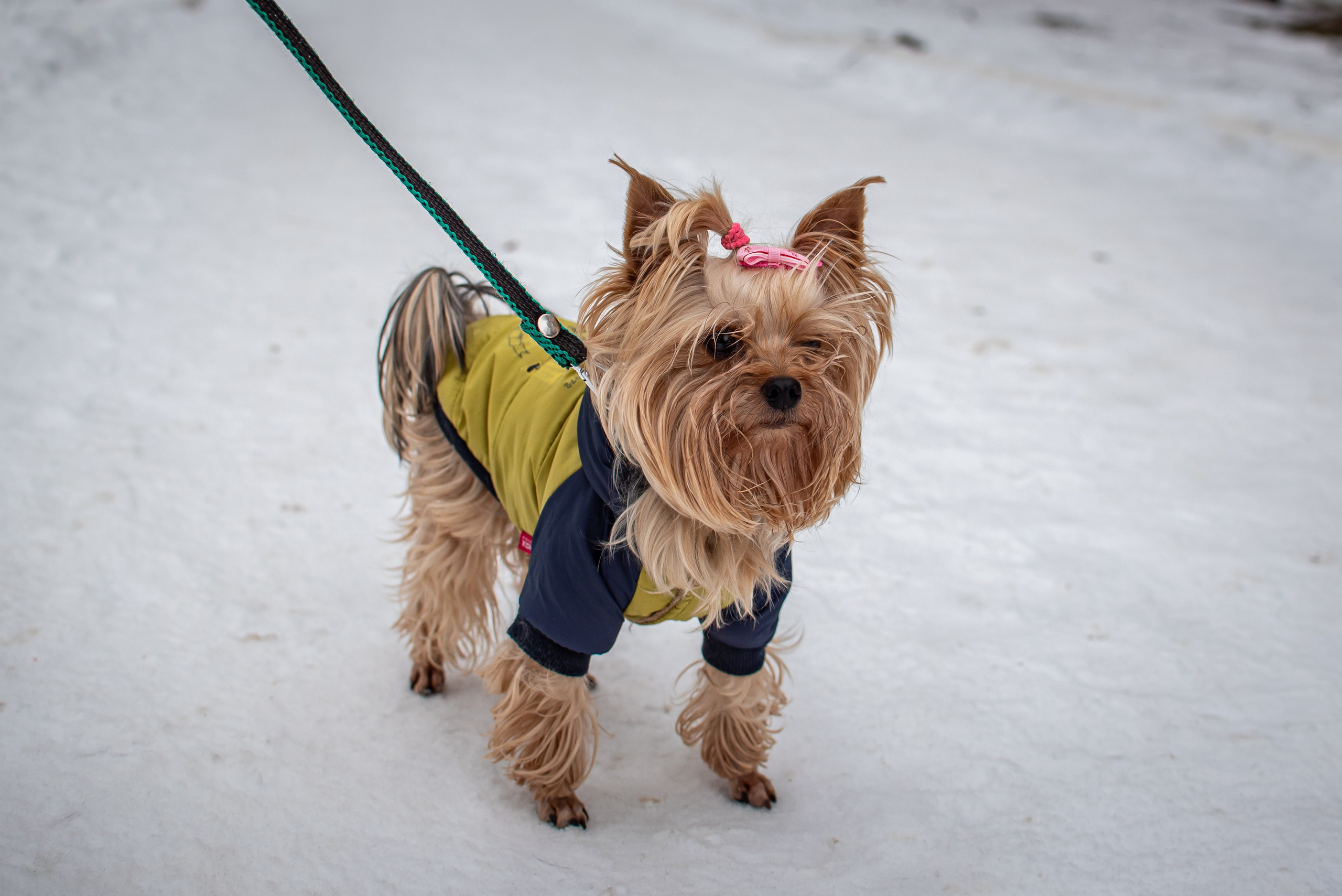 Фотосъёмка с собаками в Кинологическом лагере. Фотограф Макс Огурцов в Нижнем Новгороде