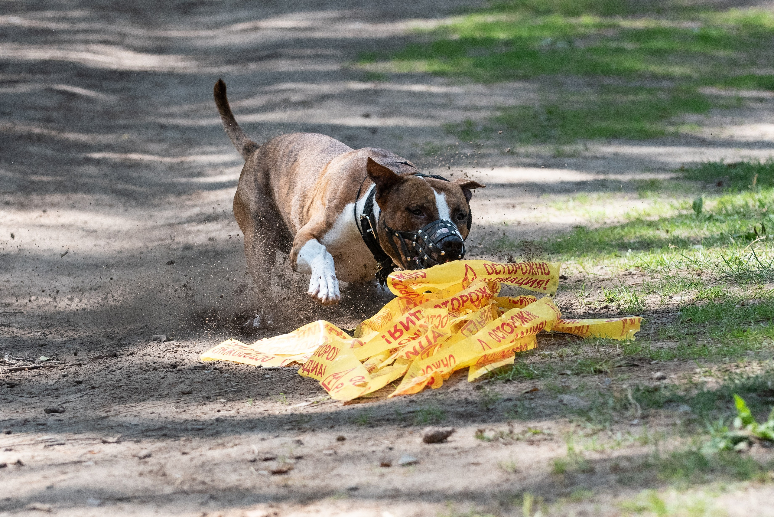 Всплеск эмоций 2023 Кинологический фестиваль. Фотограф Макс Огурцов в Нижнем Новгороде