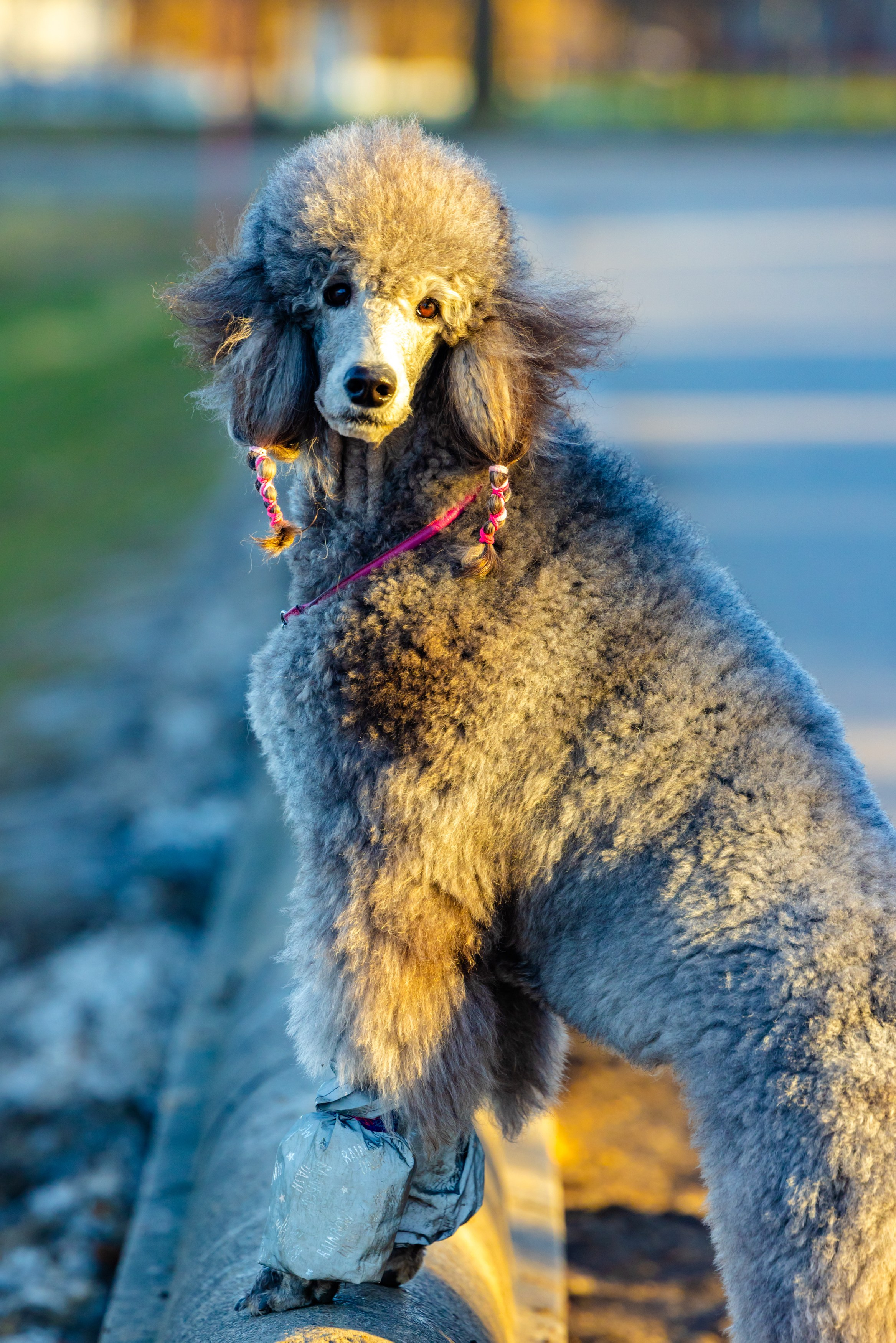 Клуб грумеров (прогулка и семинары). Виктория Зудина — фотограф в Москве