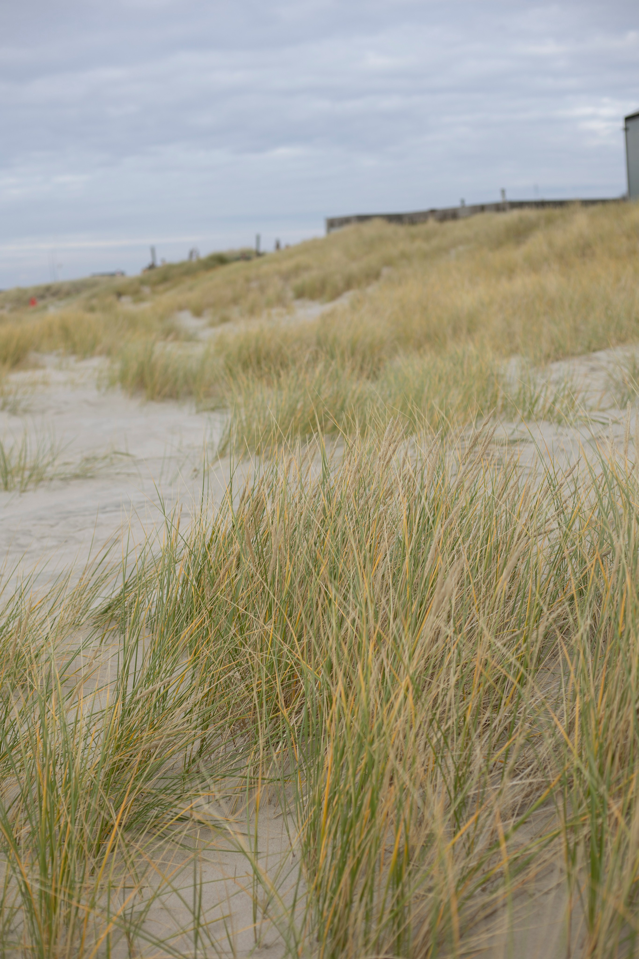 Янтарный. Свадебный фотограф Калининград