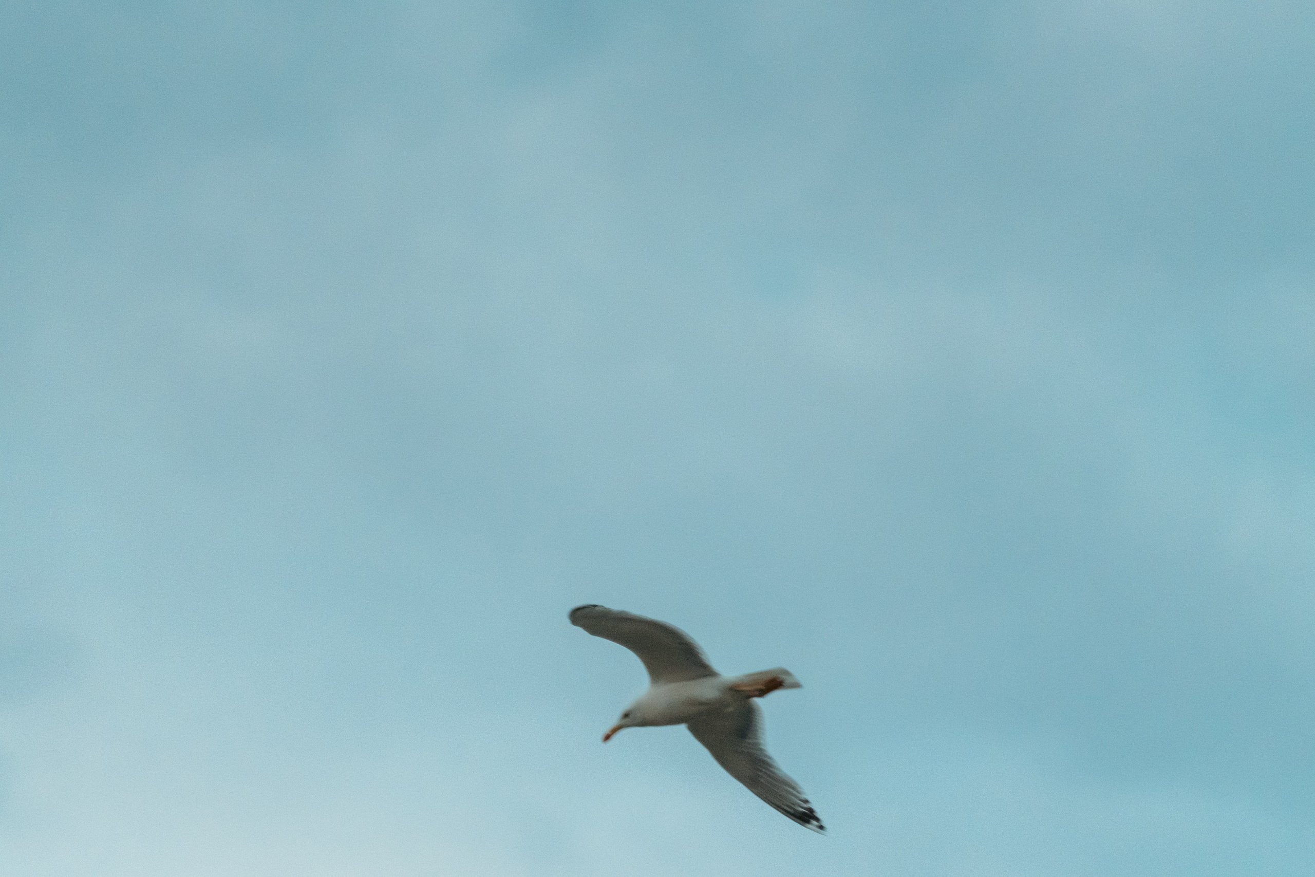 Животные. Фотограф в Санкт-Петербурге Ибрагимова Алина