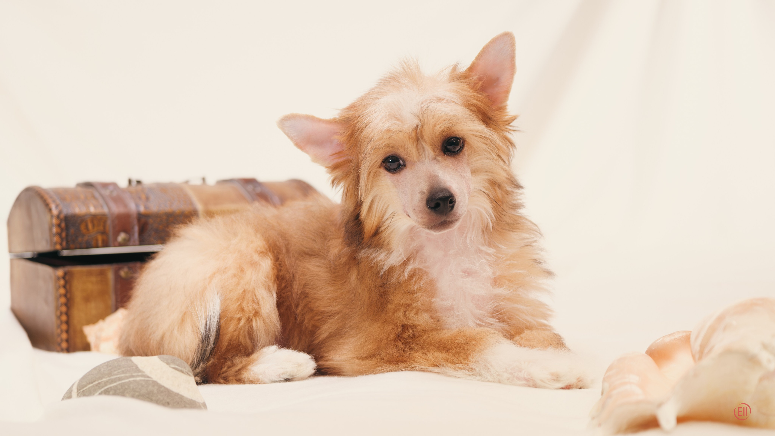 Poale Ell Veles. Chinese Crested Dog Kennel Poale Ell