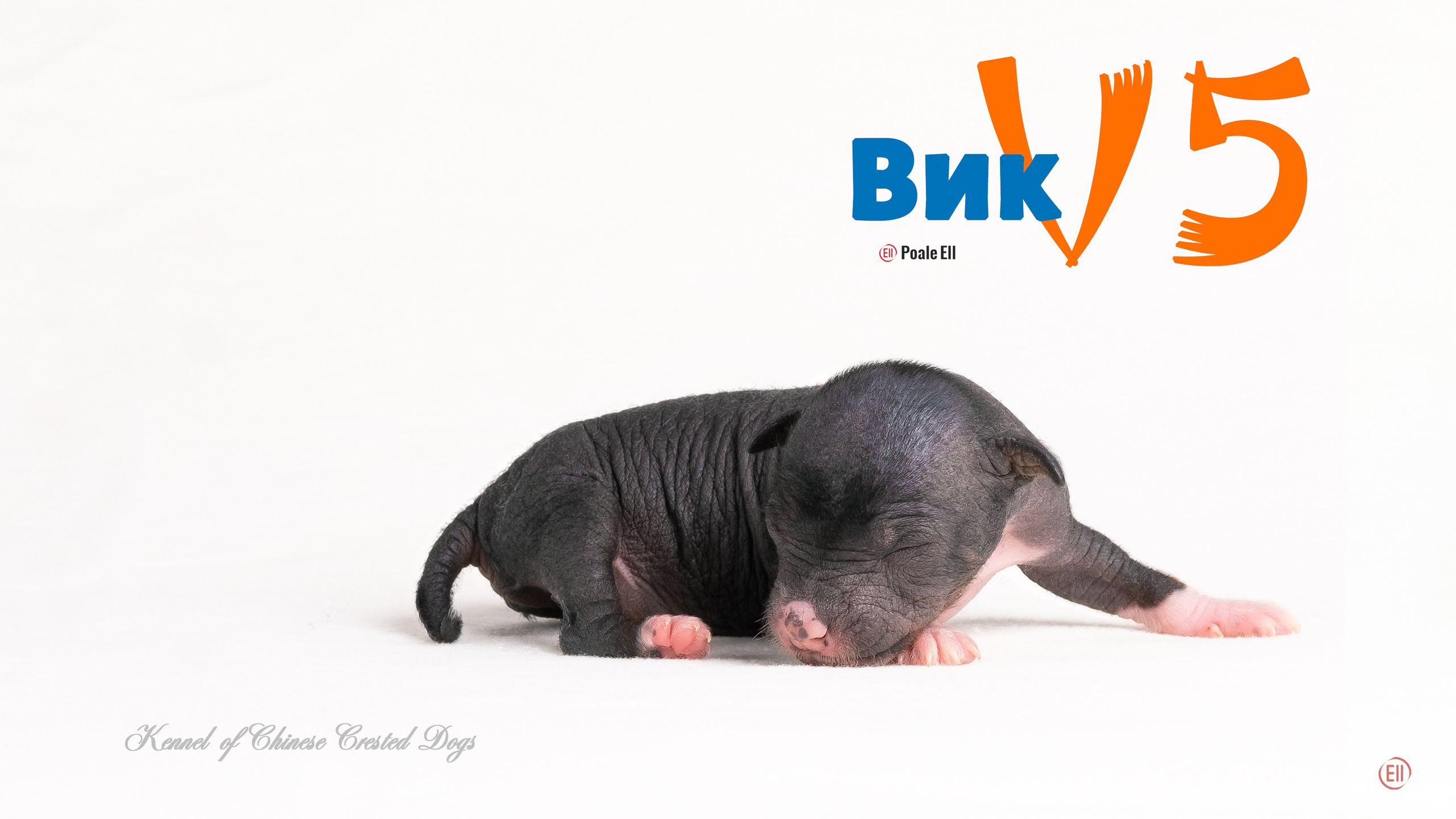 Помёт V. Питомник китайских хохлатых собак Poale Ell: купить щенка