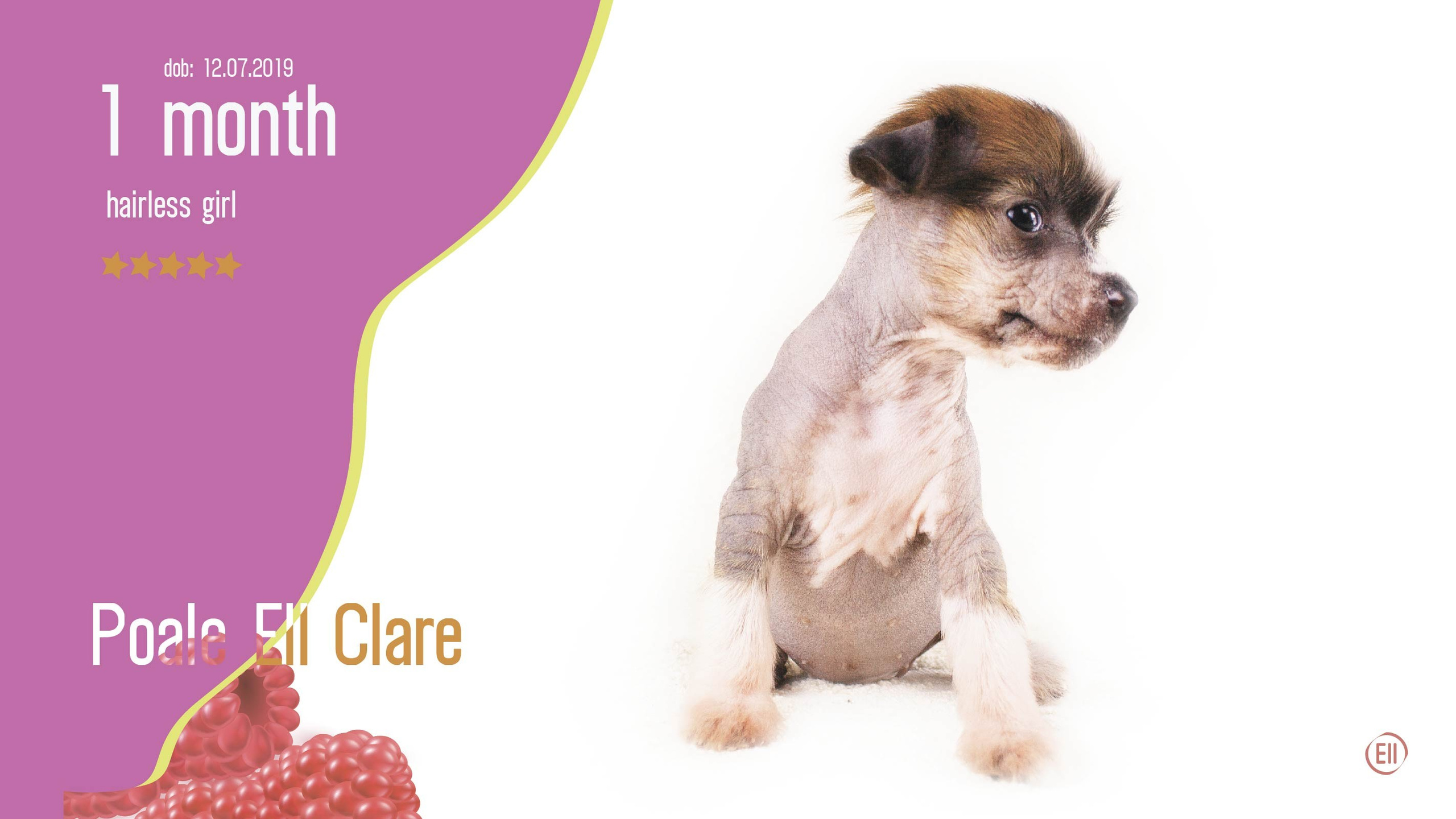 Litter C. Chinese Crested Dog Kennel Poale Ell