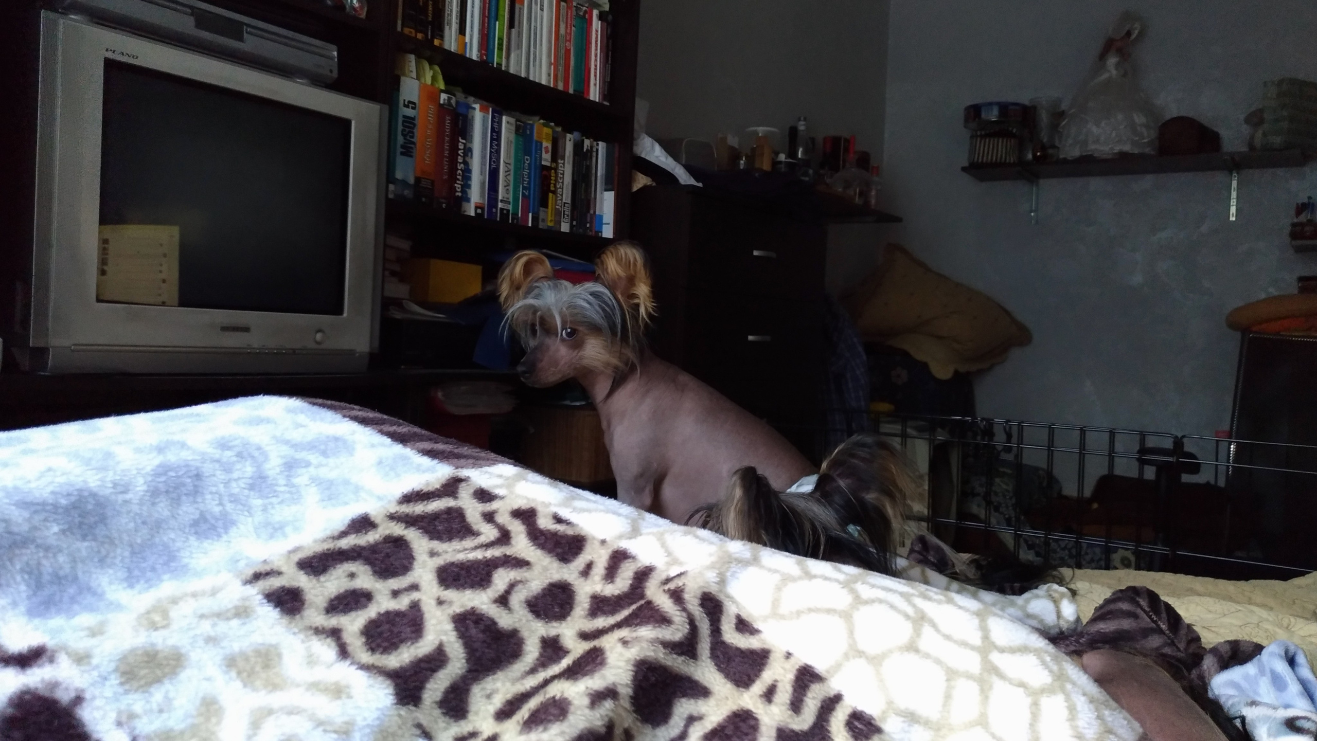 Адамусик милый малыш. Питомник китайских хохлатых собак Poale Ell: купить щенка в питомнике