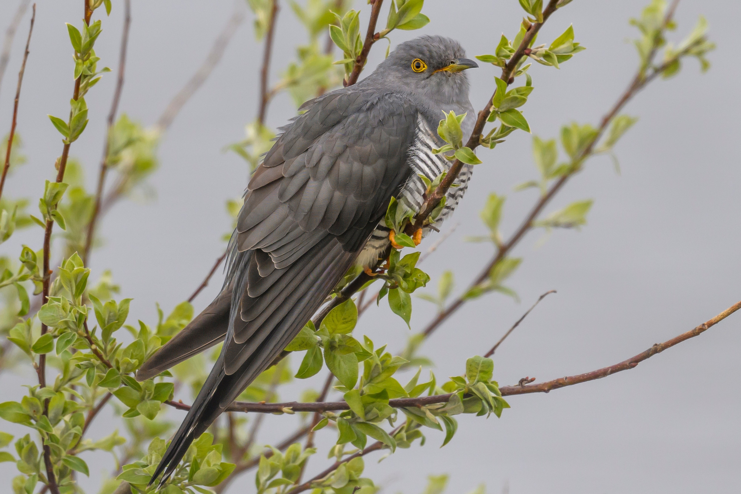 После снегопада. Wildlife photography by Sergey Puponin