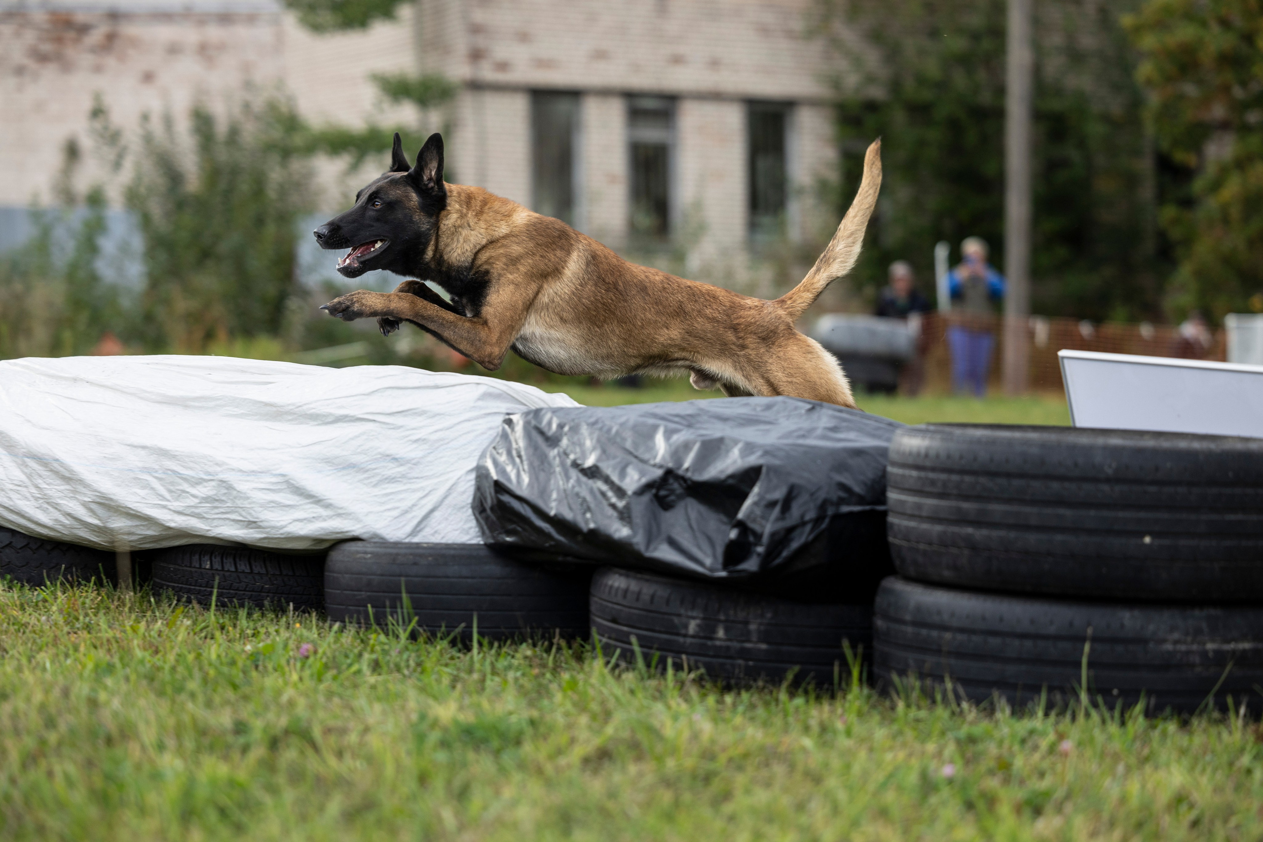 Испытания по Мондьорингу г. Пушкин. Фотограф-анималист Анна Маринич